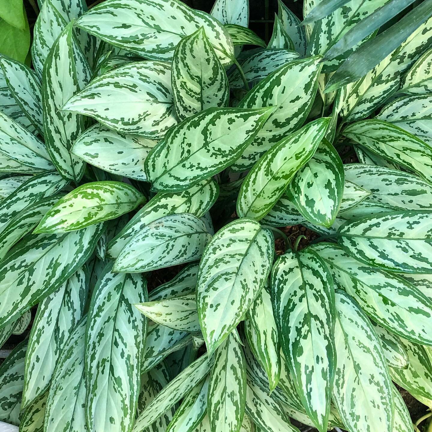 Monday&rsquo;s are tough, so here&rsquo;s some leafy inspiration 💚