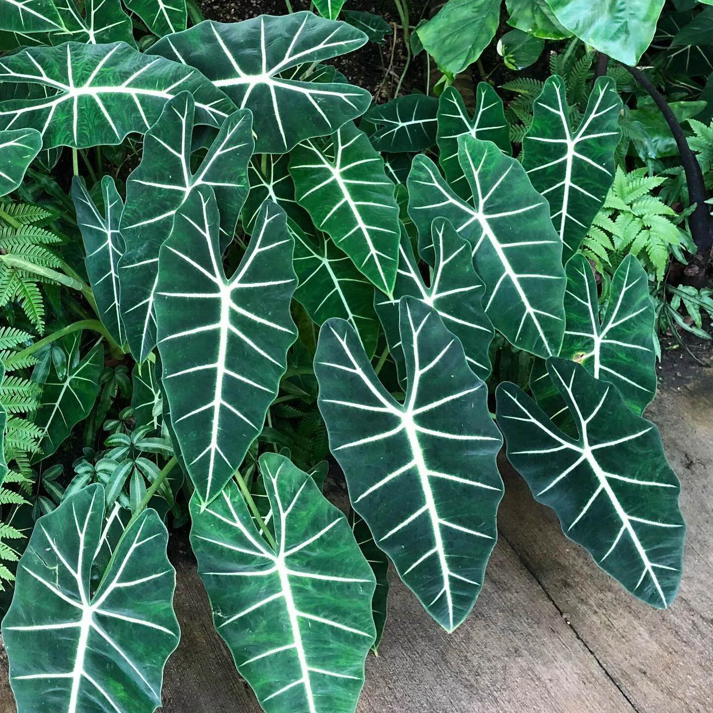 New Years, new leaves.