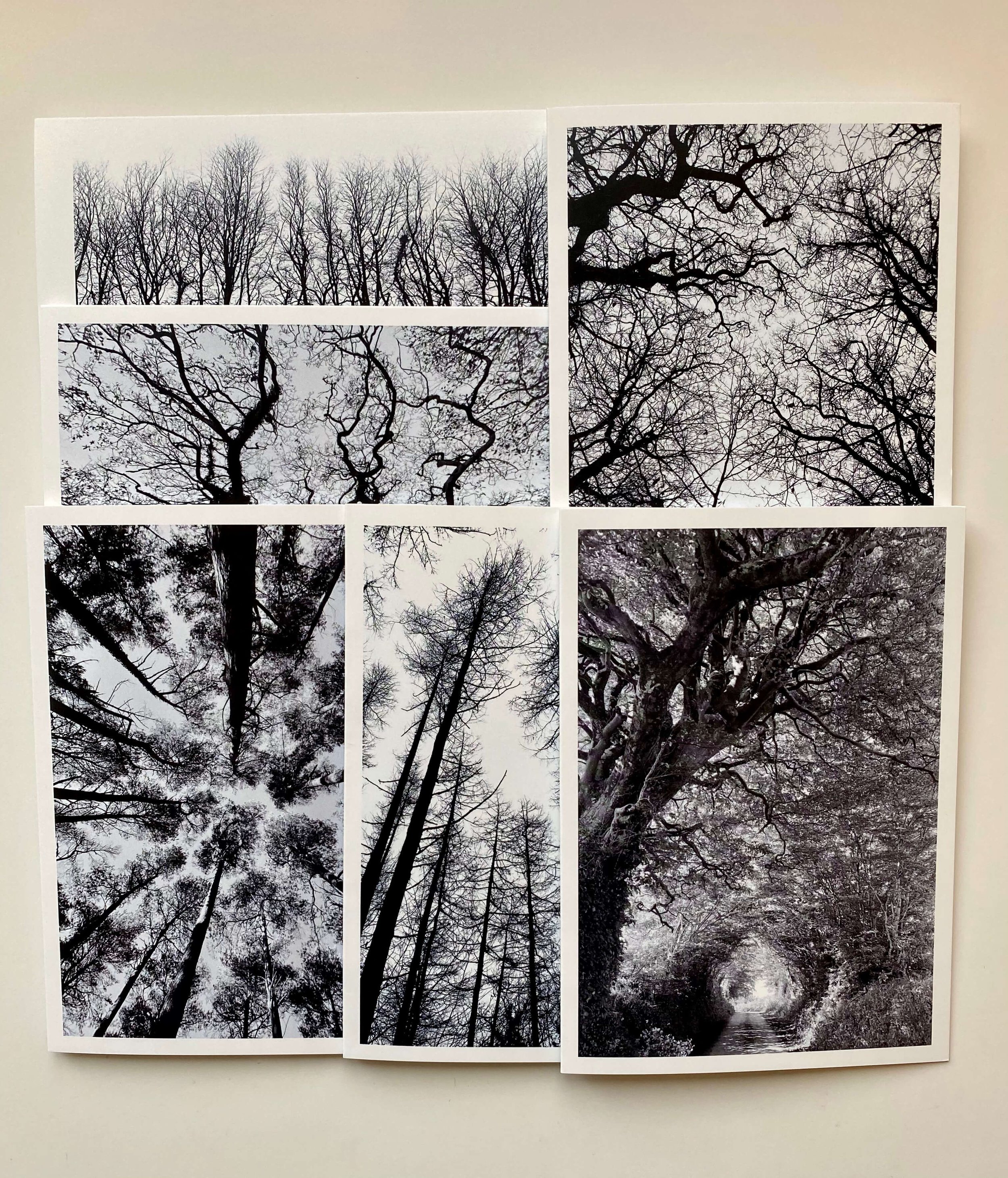 The Wisdom of Trees Collection 5.jpeg