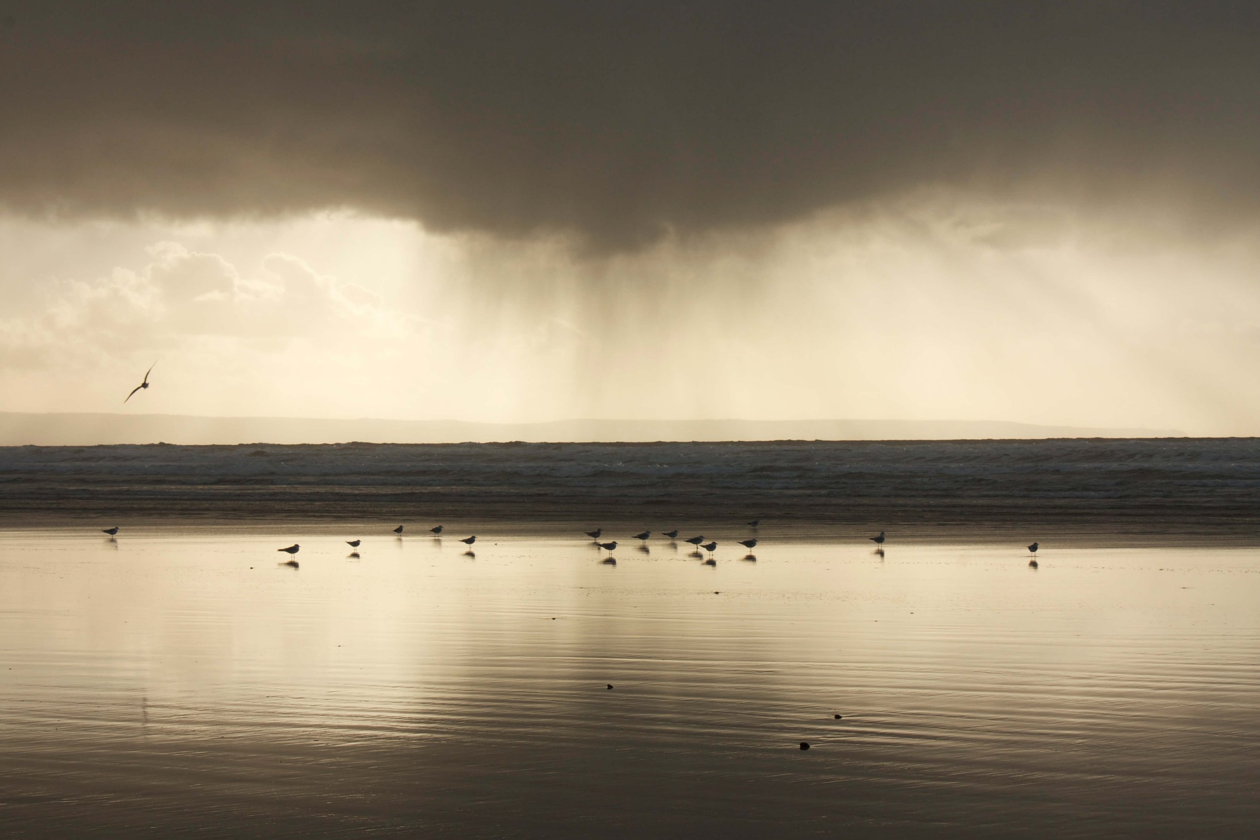 Cornish Blacks & Golds.jpeg