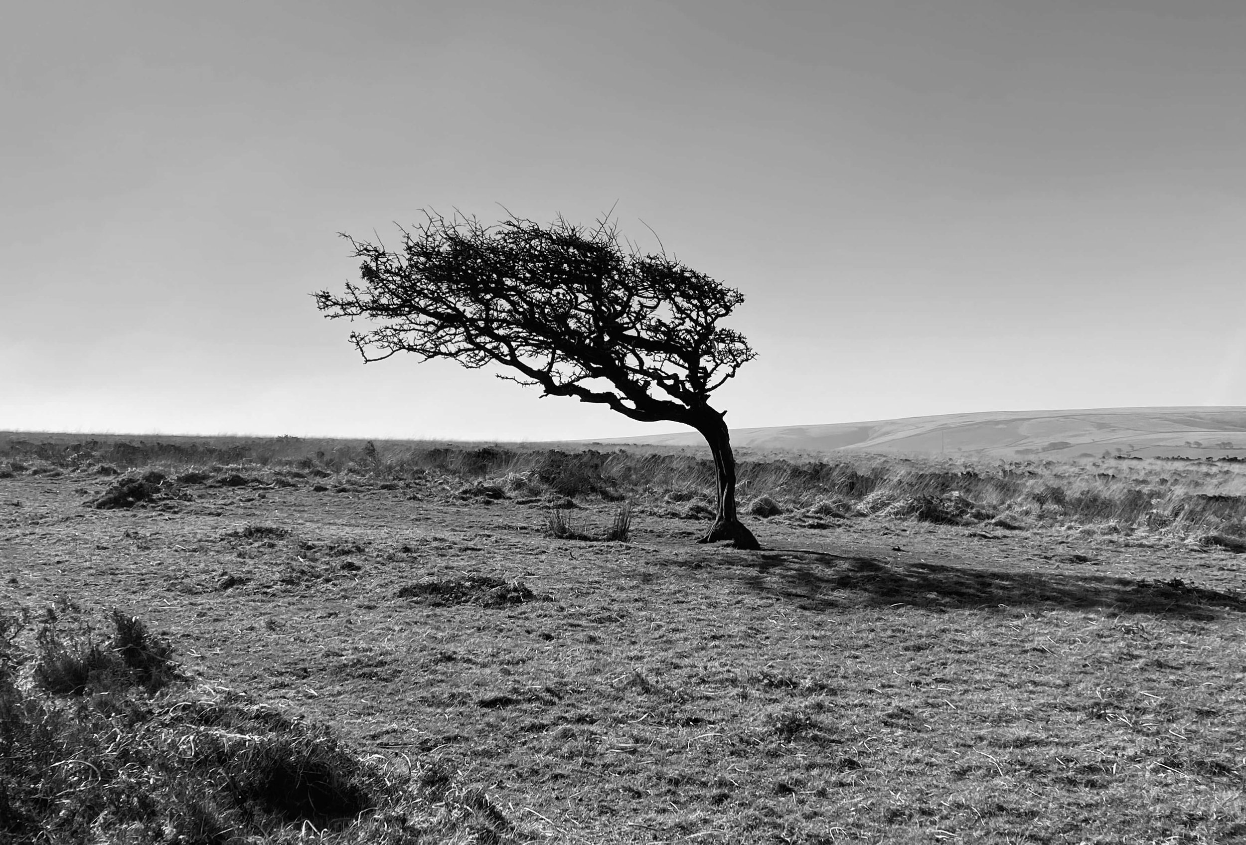 Windswept.jpeg