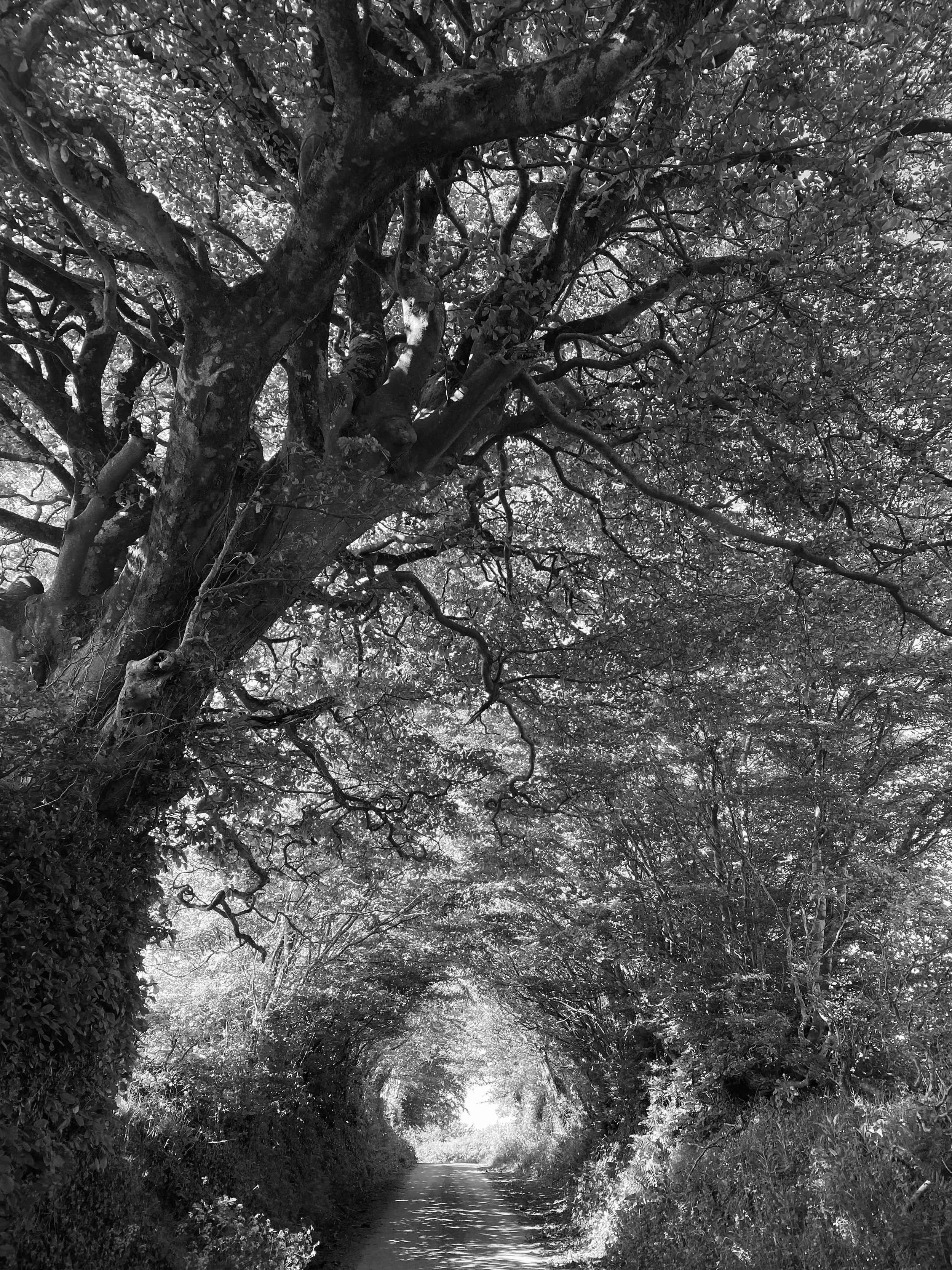 Devon Tree Tunnel-min.jpeg