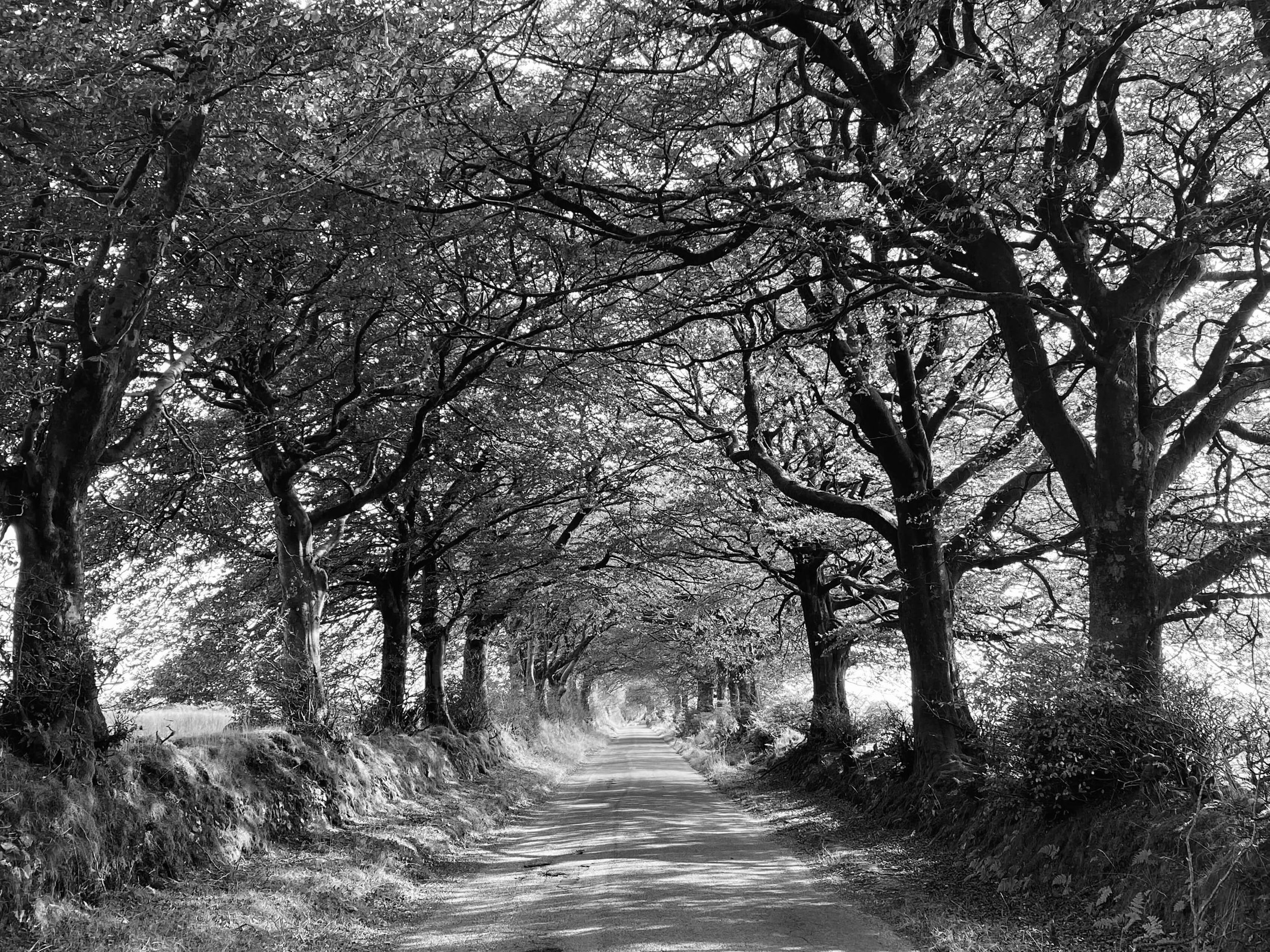 Exmoor Tree Tunnel.jpeg