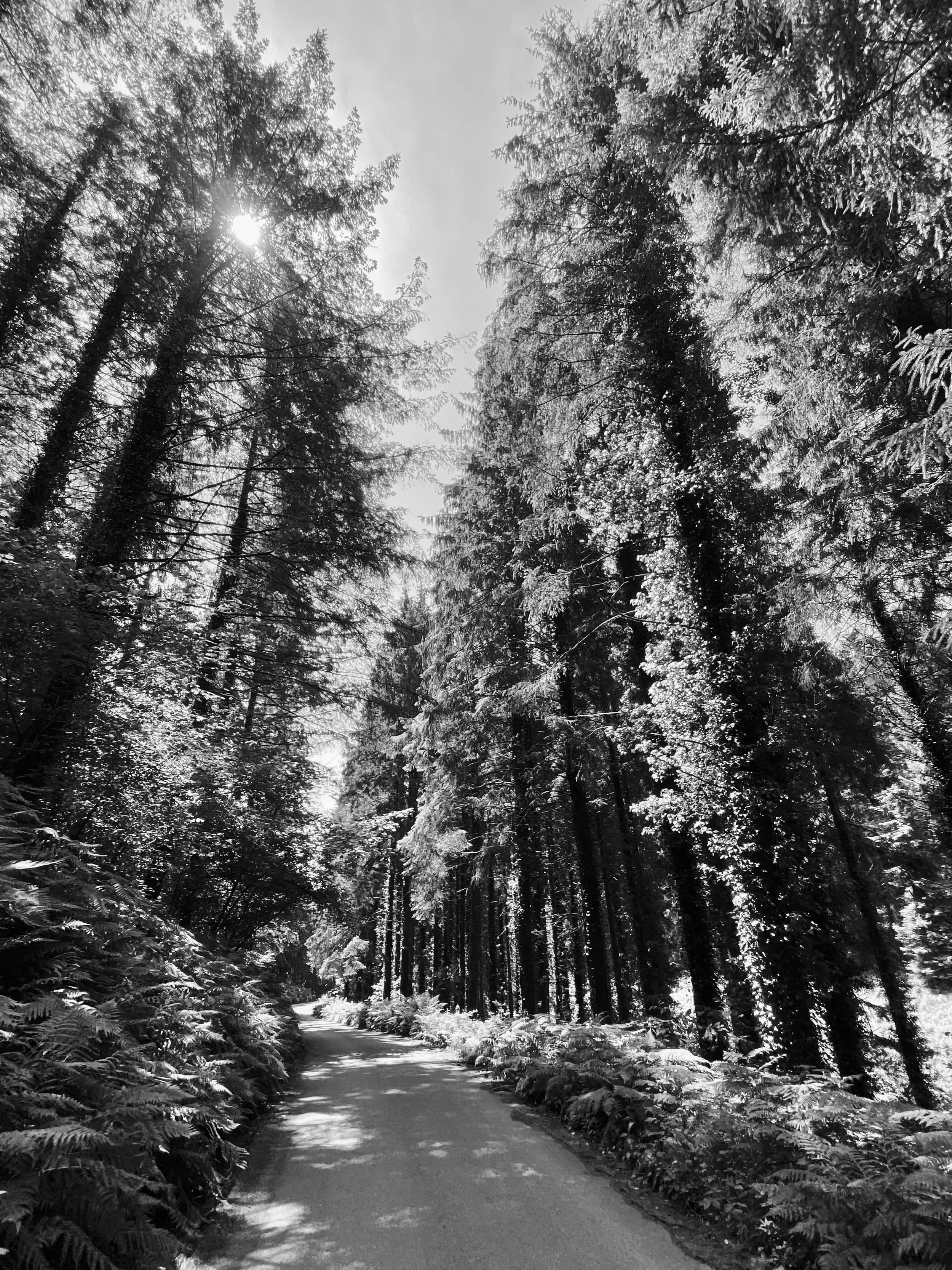 The Road Less Travelled-min.jpeg