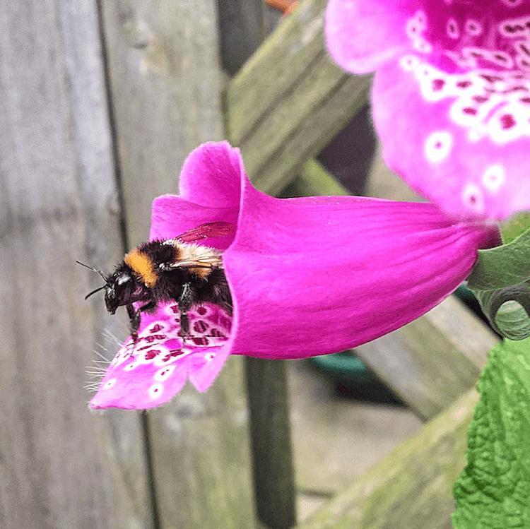 Bee in Foxglove.png