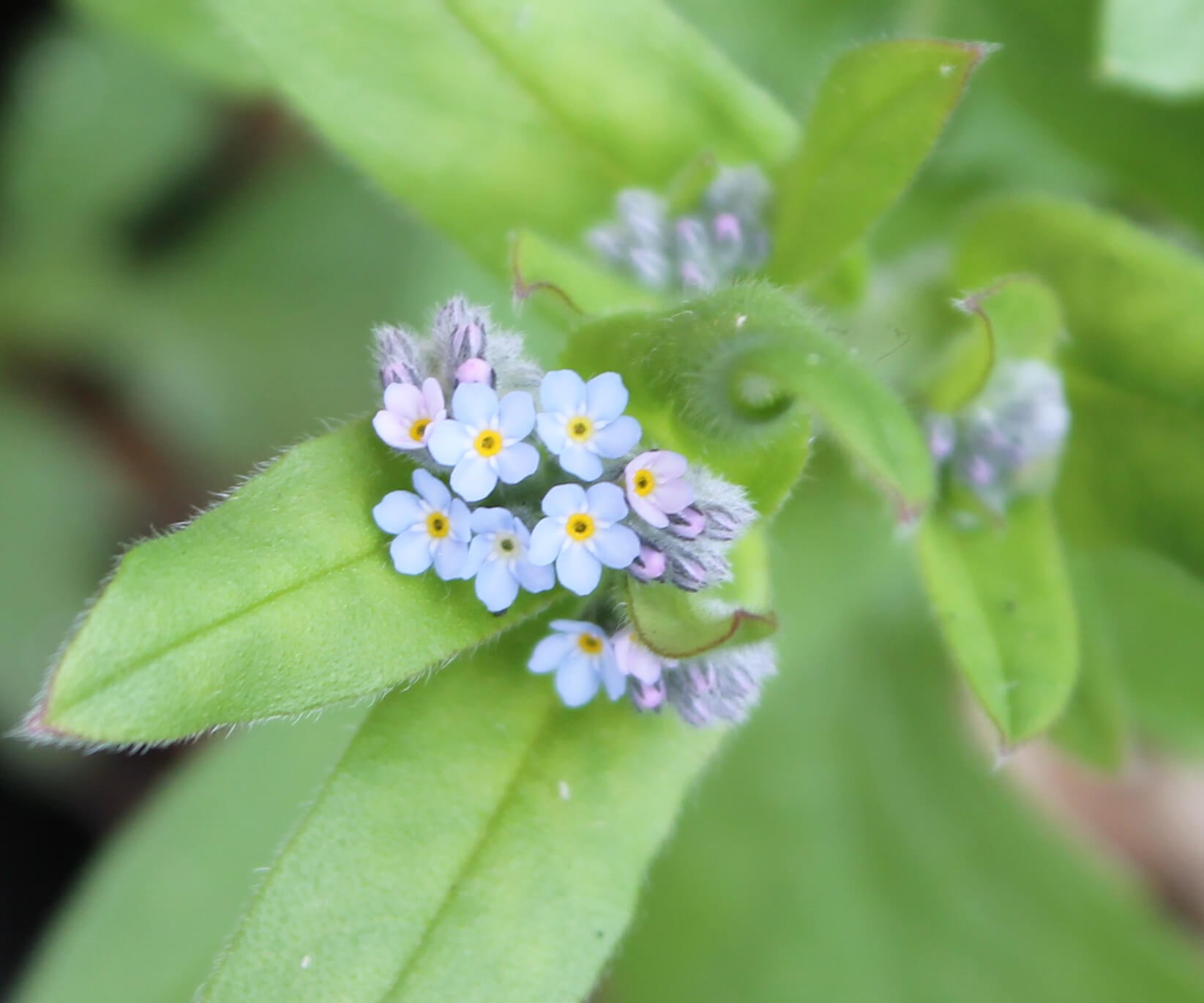 Forget-me-not.jpg