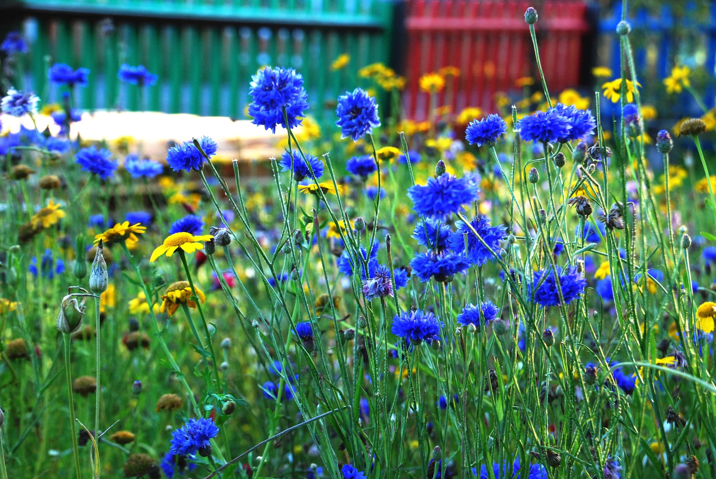 Cornflowers (blue flowers)-min.JPG