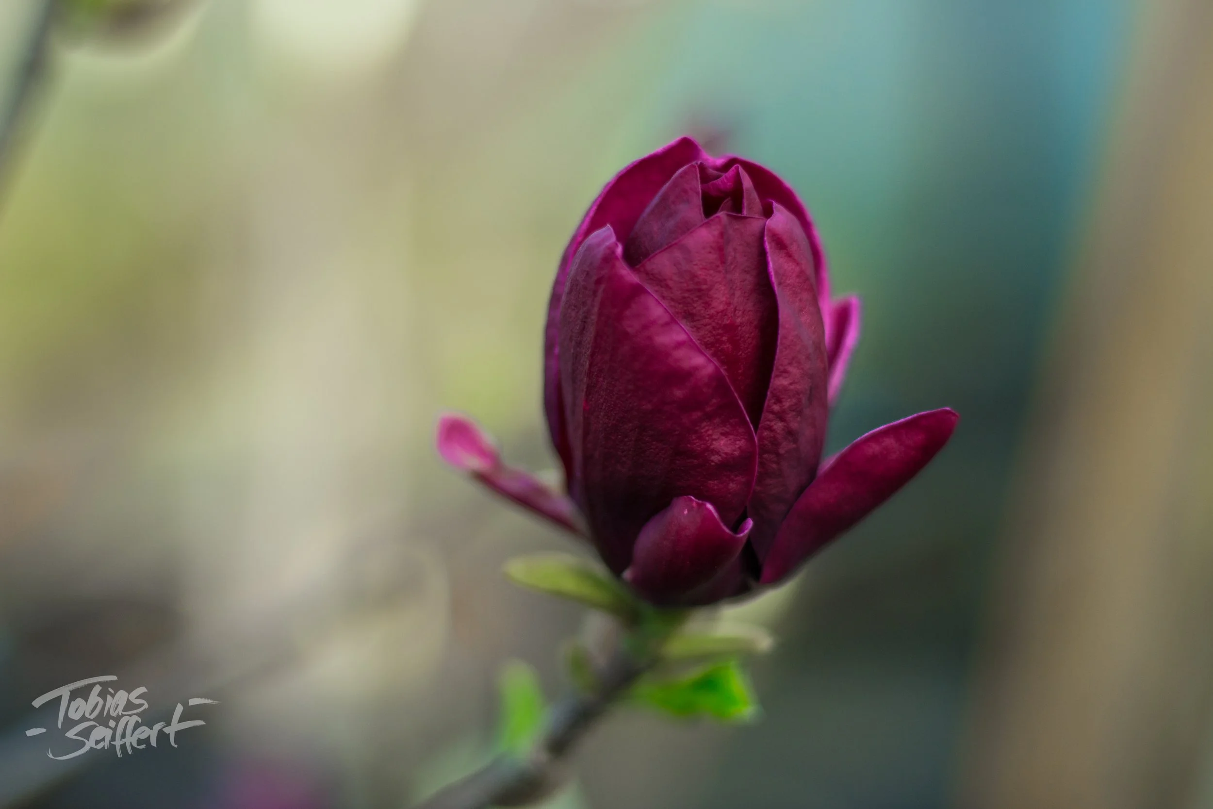 TulpenmagnolieII.jpg