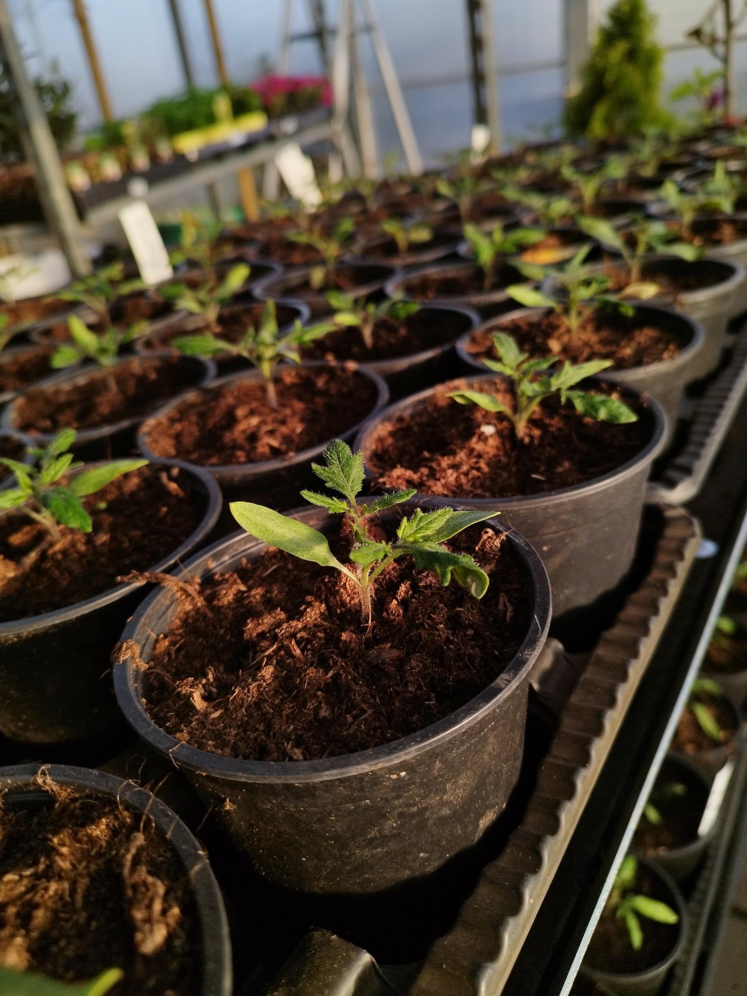 Tomatenjungpflanzen.jpg