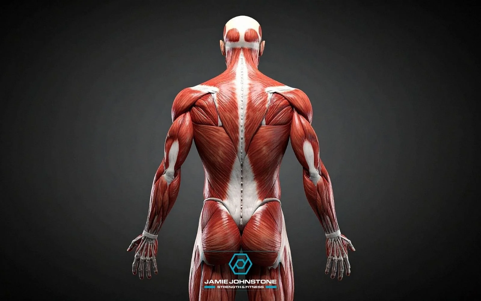 Why Muscle Matters More as You Age: The Benefits of Maintaining Muscle After 40