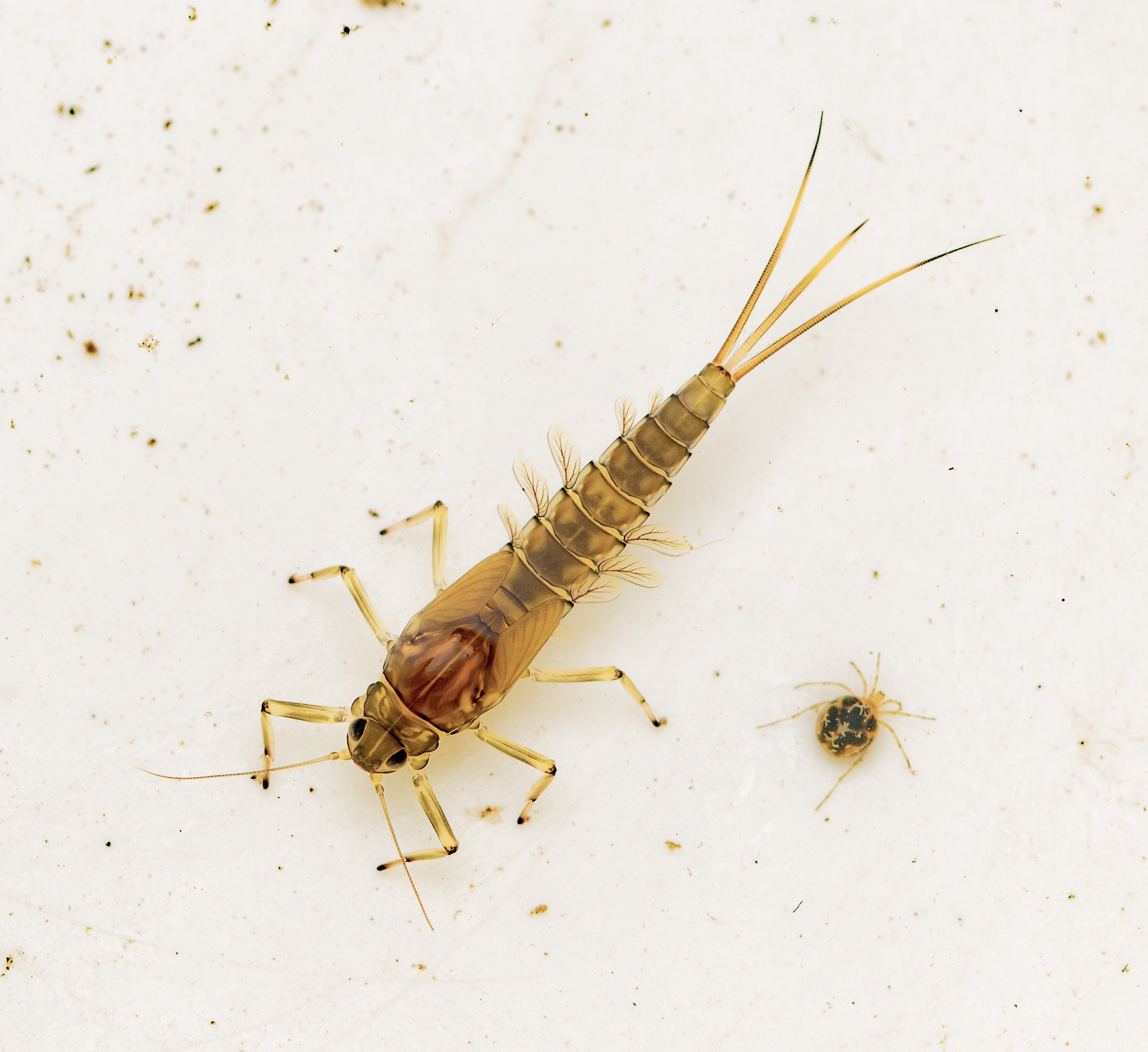 Lakefly