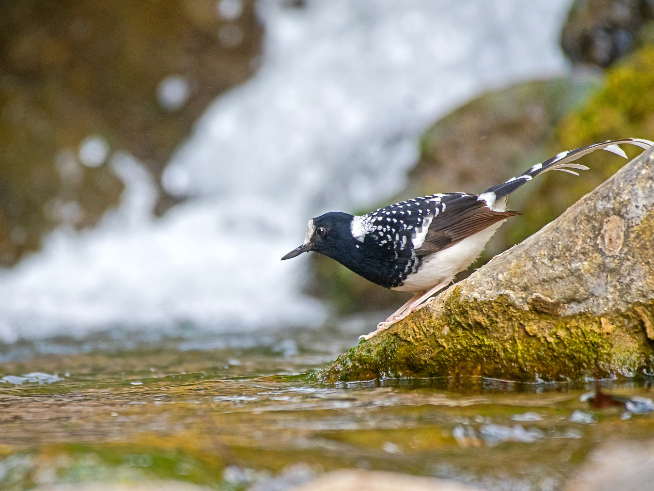 Conserving the world’s specialist riverine birds: calling freshwater biologists