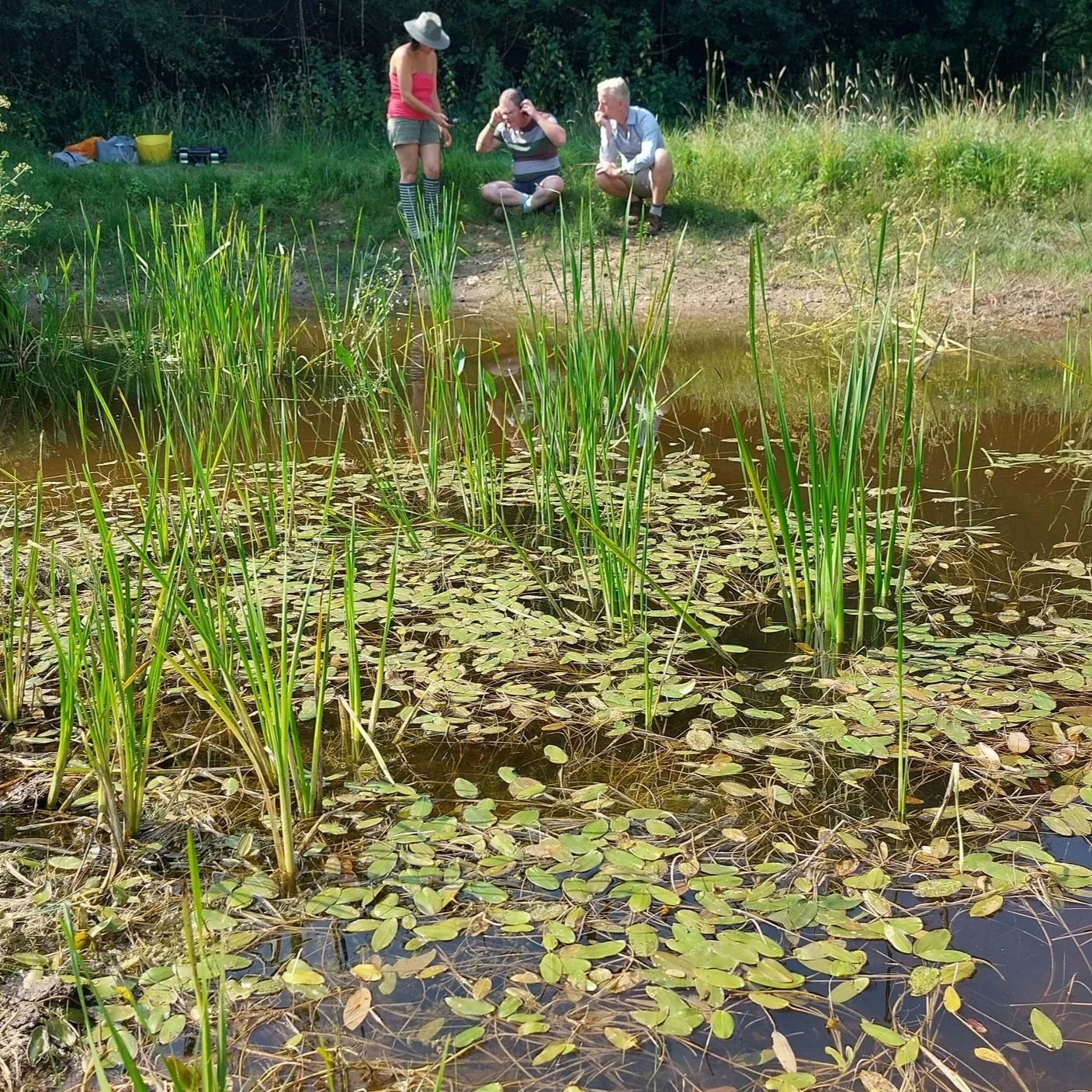 Woodland_Farm_Pond_1_year_after_Carl_Sayer.jpg
