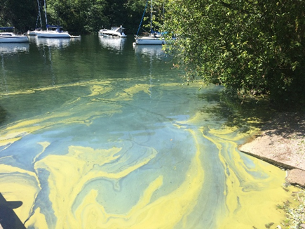 Algea Course Promo pict 1.png