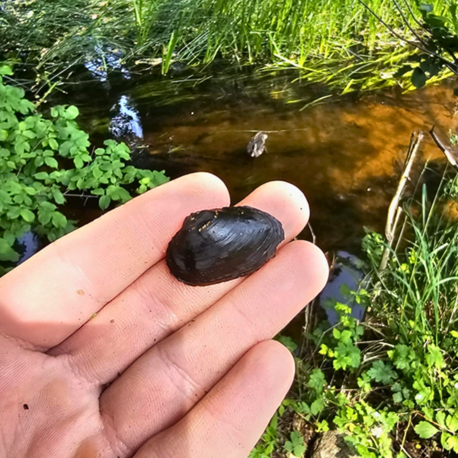 How do Swedish LIFE Projects reintroduce mussels?