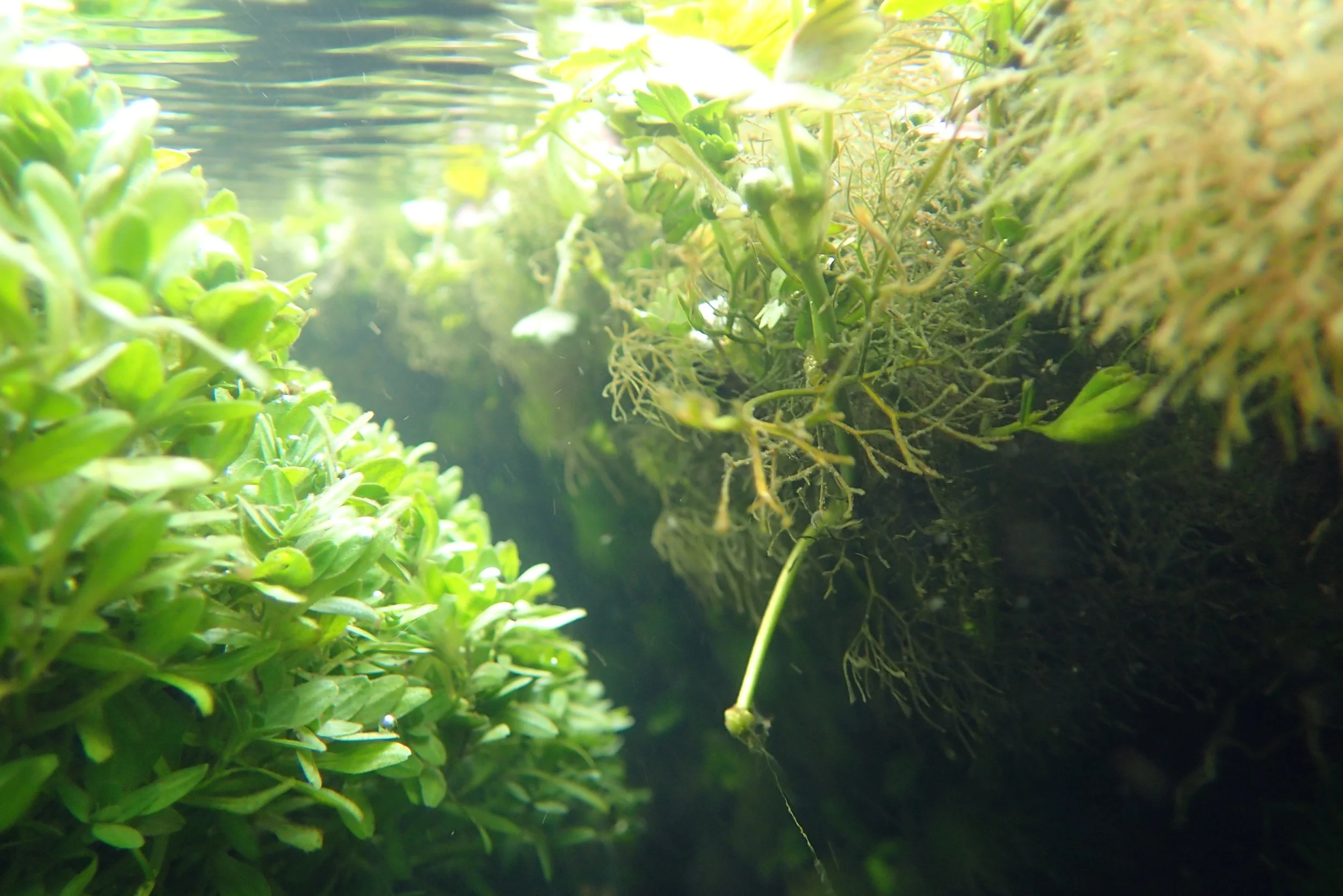 Introduction to Macrophyte Identification course: 30 June to 1 July ...