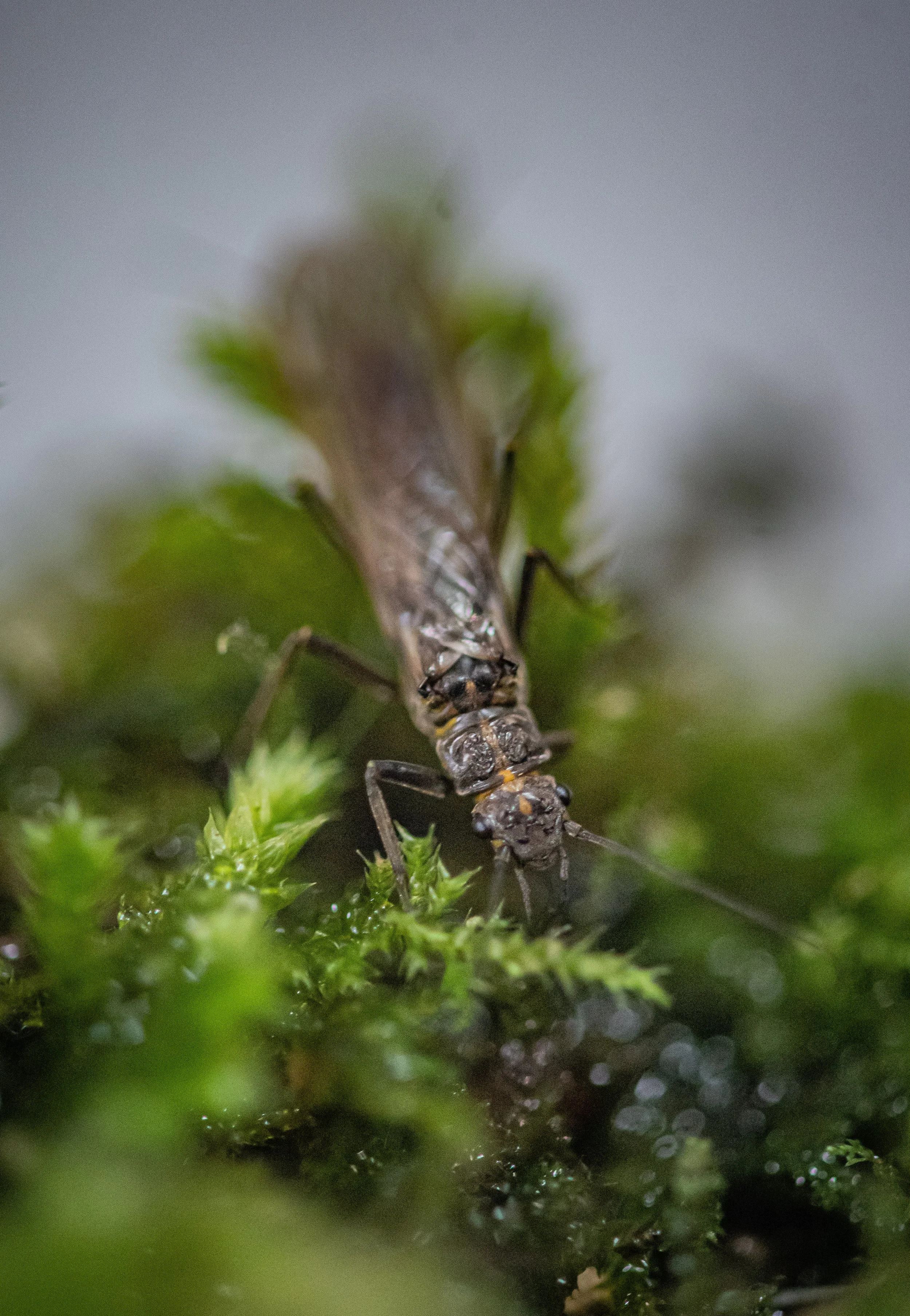 FBA Fellow involved in bringing rare stonefly back from the brink