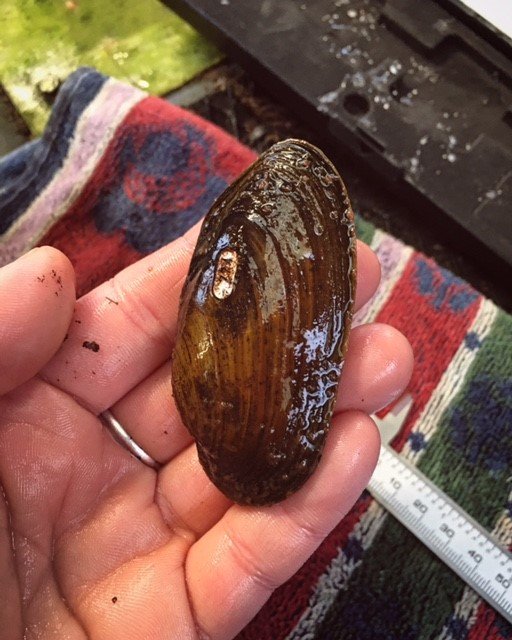 young_adult_mussel.jpg