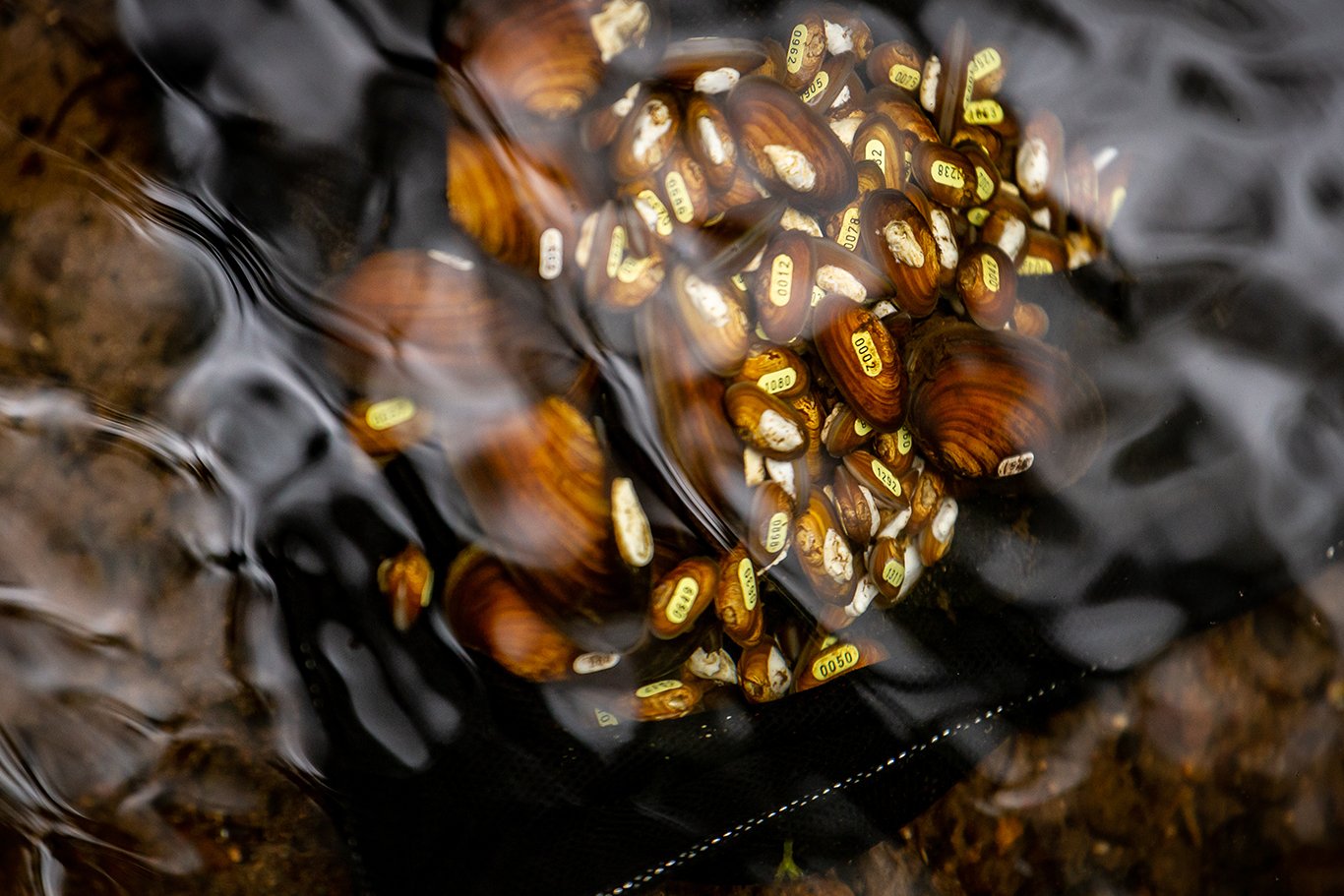 Freshwater pearl mussels included in new Natural England publication