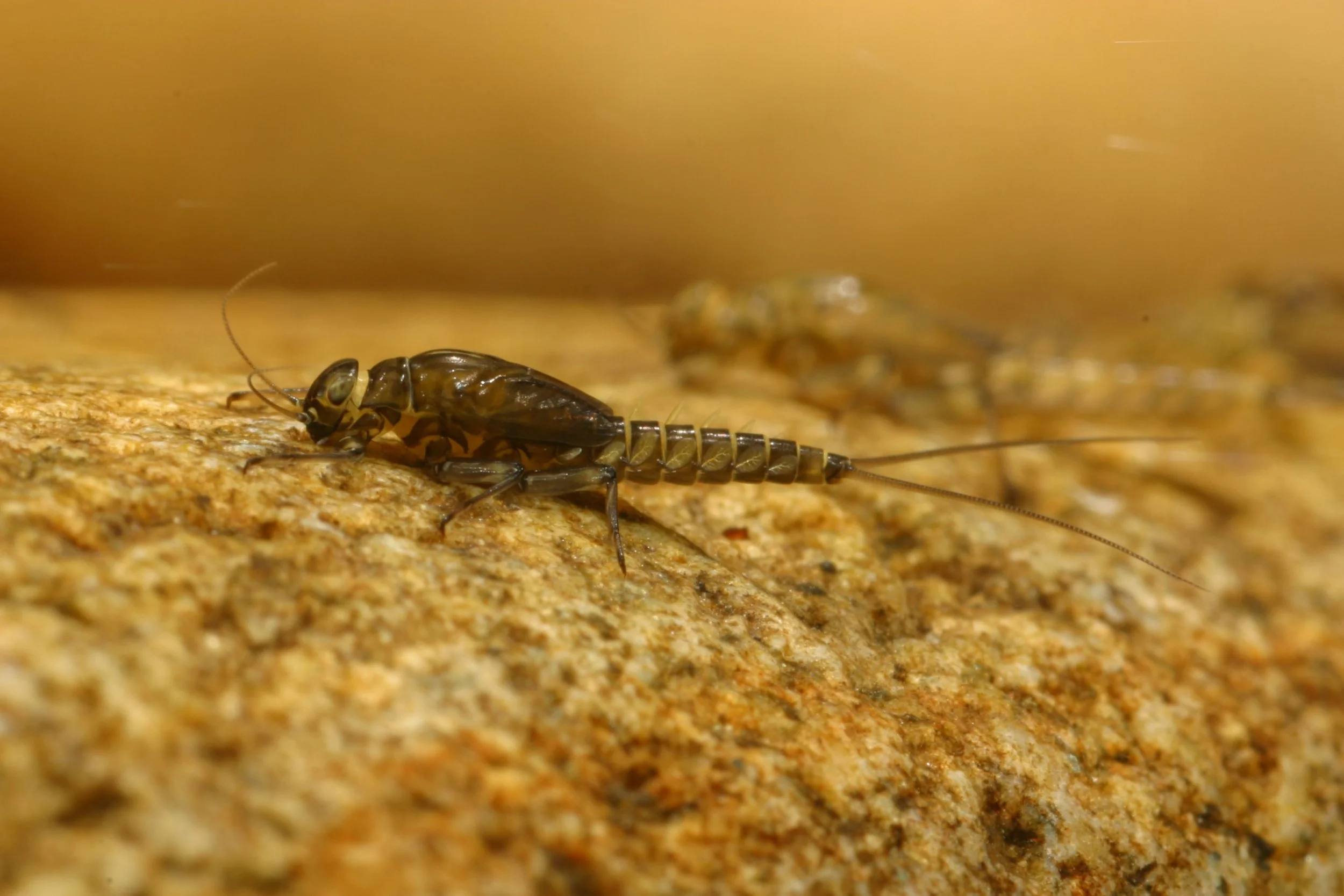 Old paradigms, new uncertainties – what supports stream food webs?