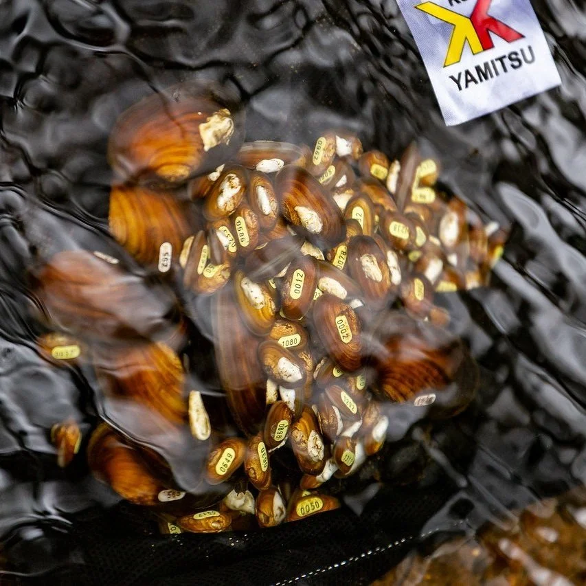 Avoiding extinction: Conservation breeding and population reinforcement of the freshwater pearl mussel