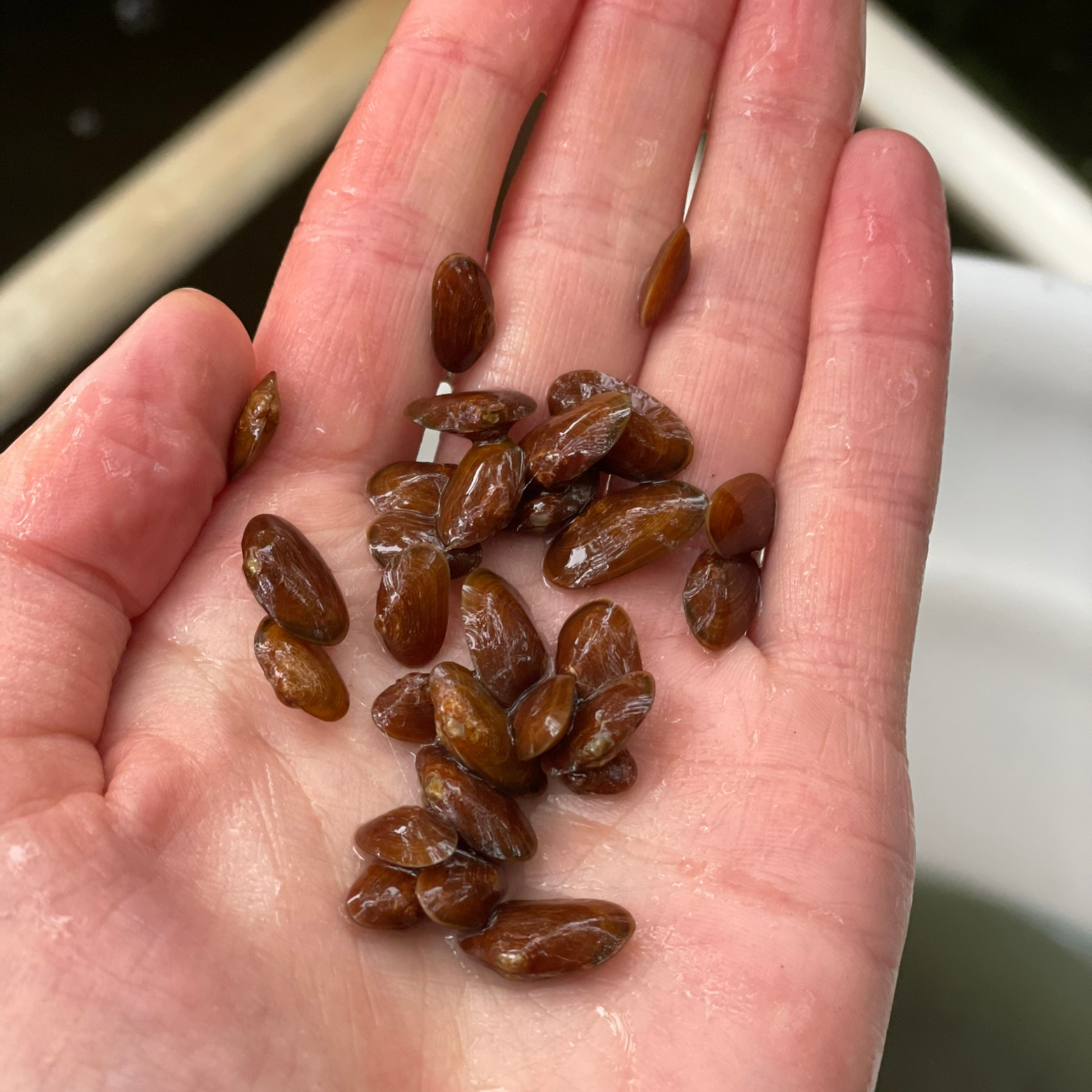 freshwater pearl mussel silo release_October 2024_1.png