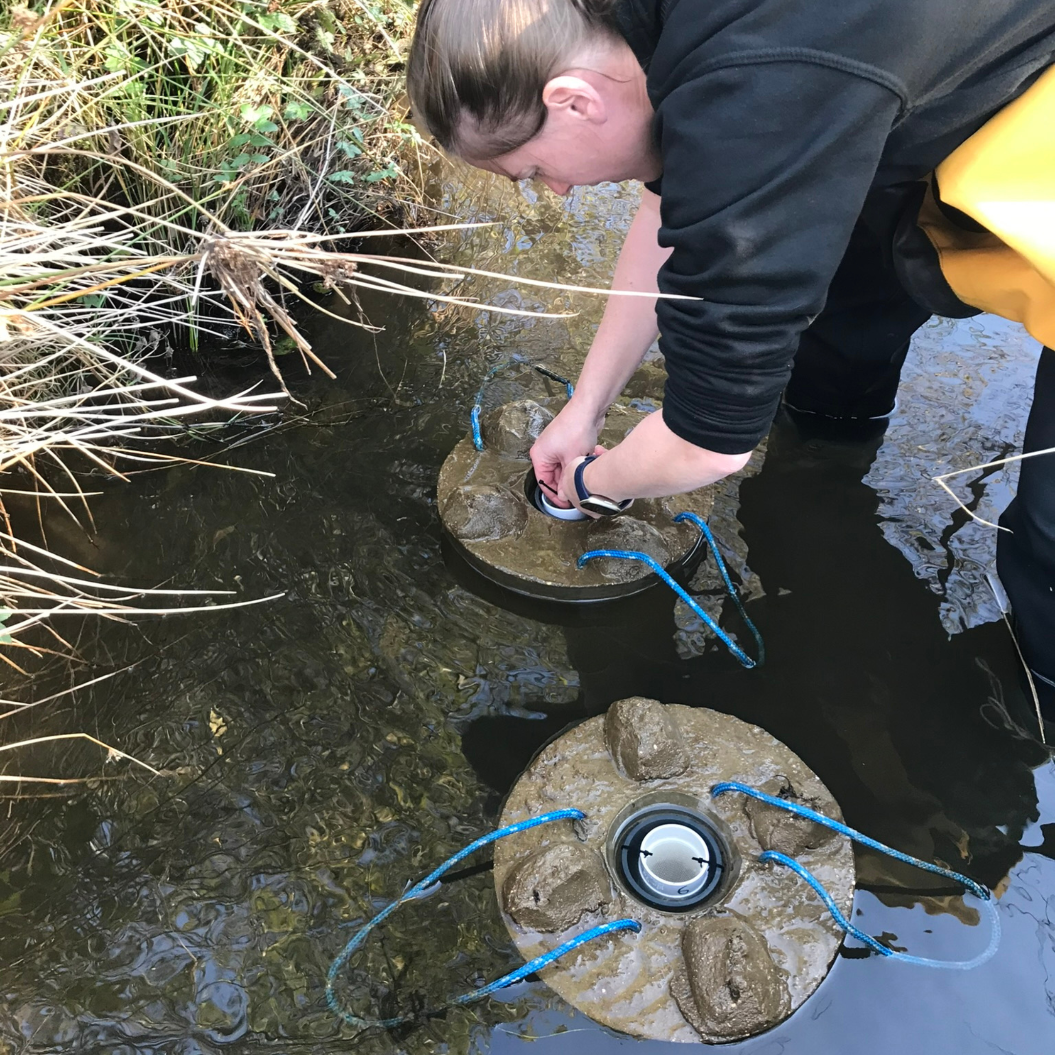 freshwater pearl mussel silo release_October 2024_2.png