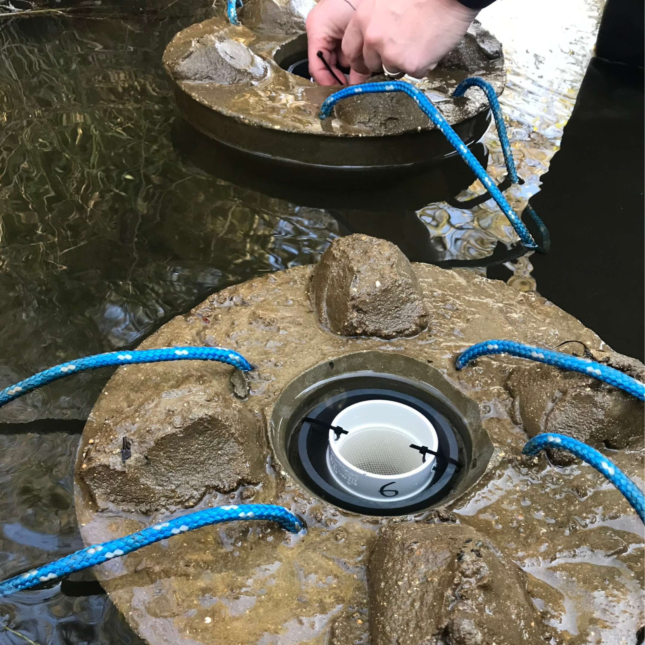 freshwater pearl mussel silo release_October 2024_3.png