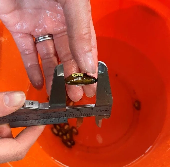 Picture 3_A mussel being measured using metal calipers.jpg