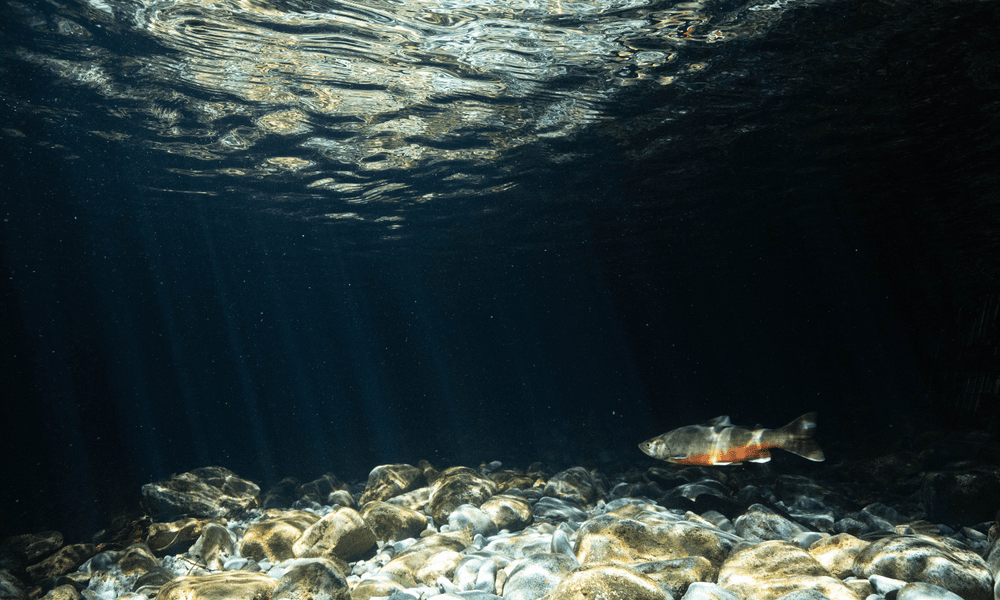 Help save Arctic charr from extinction in the Lake District ...