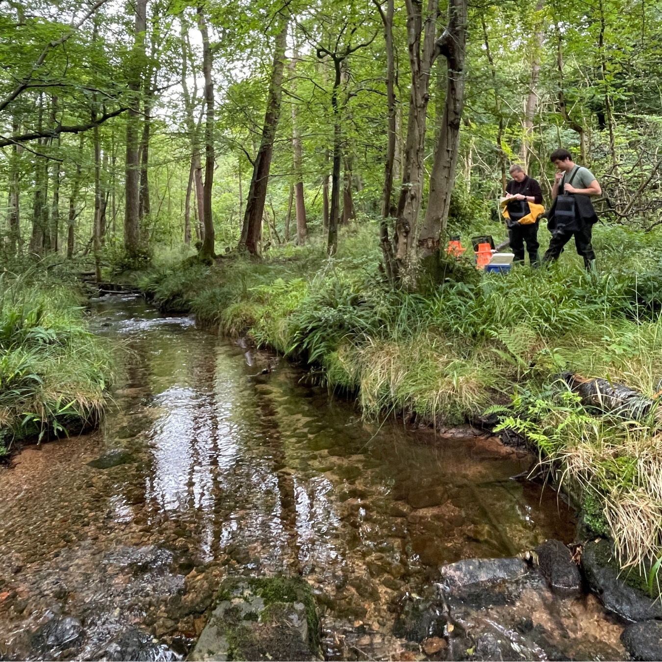 5000th mussel release in July 2025 Cumbria_3.png