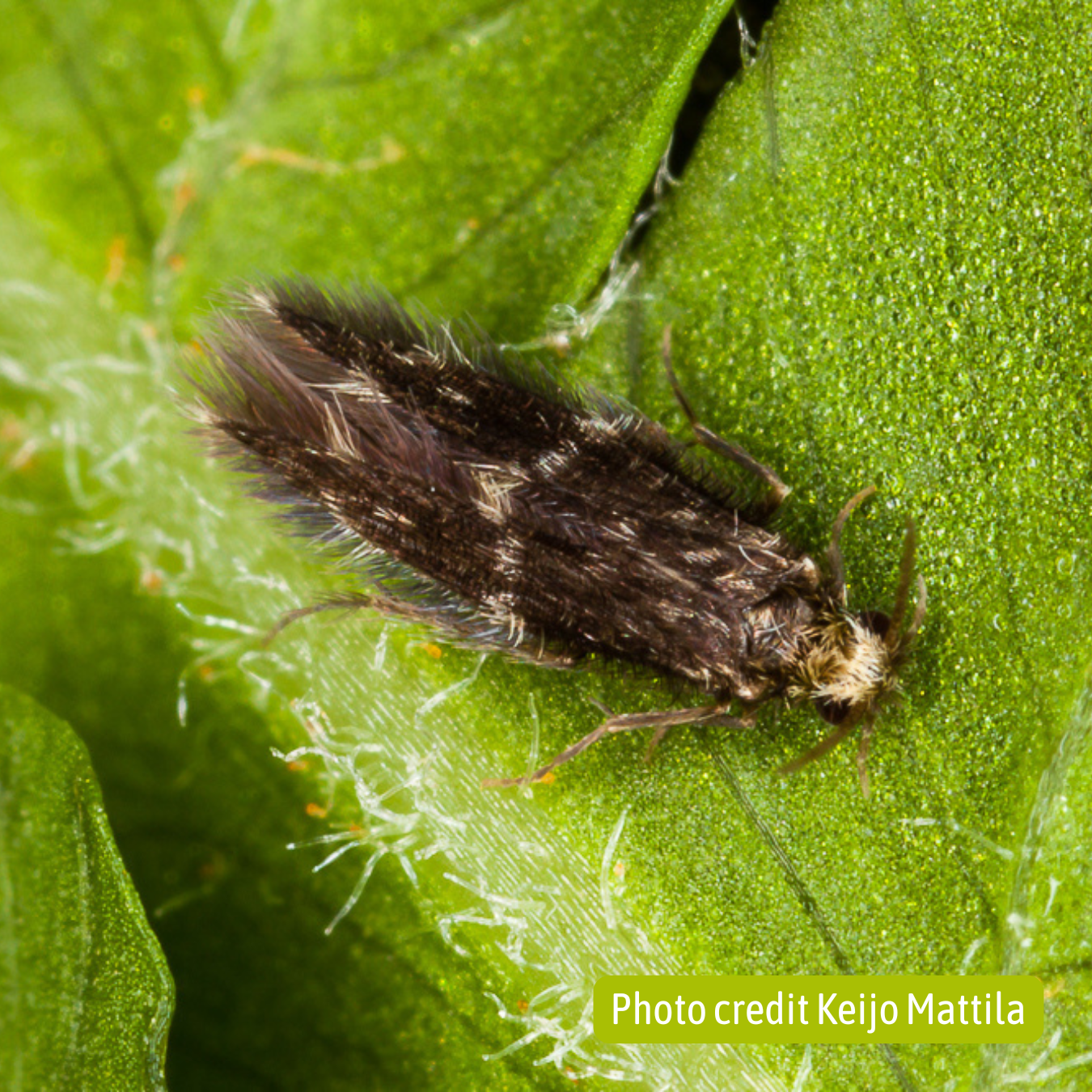 Rare Caddisfly (Trichoptera) found after 80 years since the last record in the UK