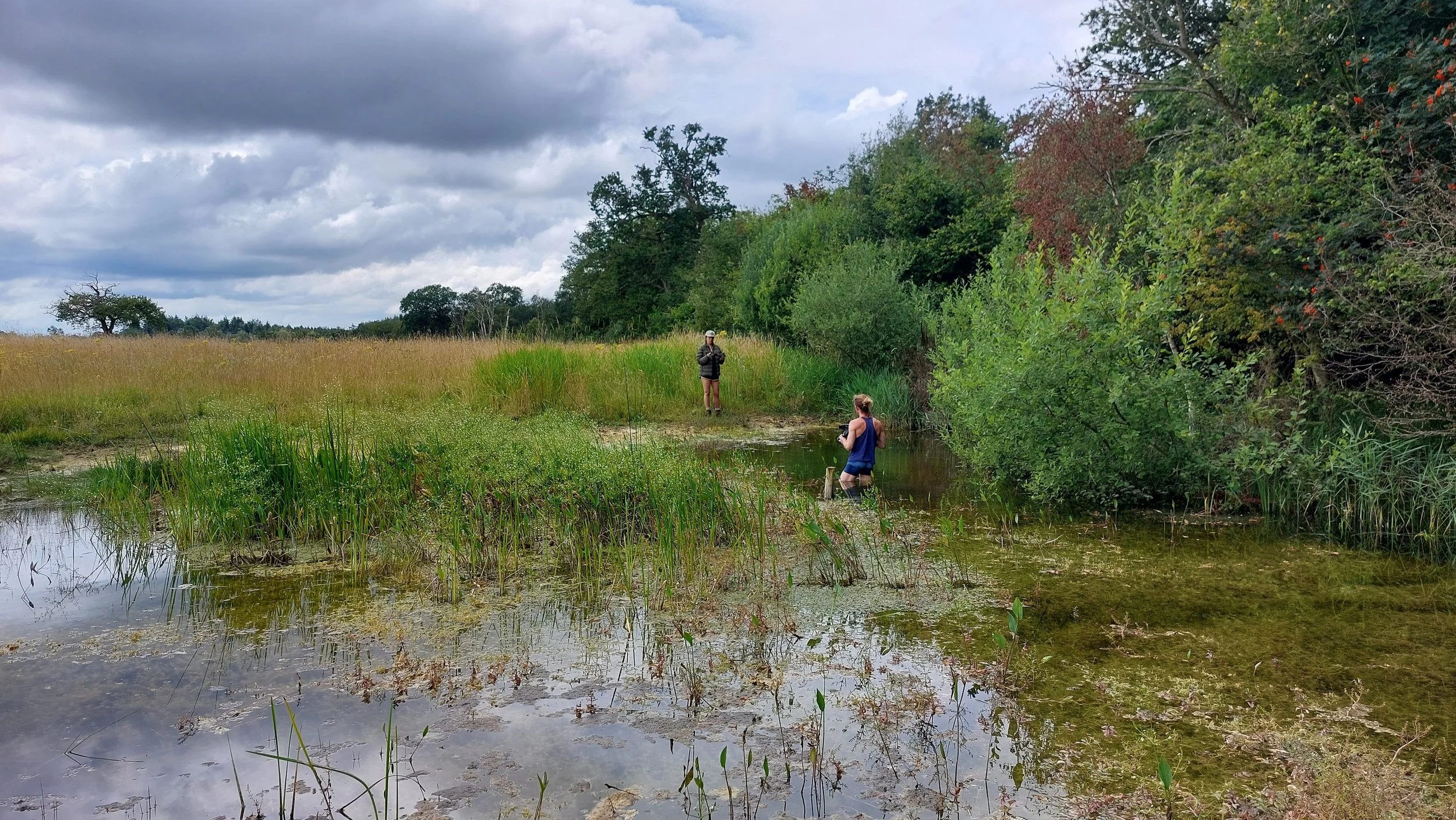 Pond_10_2_years_after_restoration_Carl_Sayer.jpg