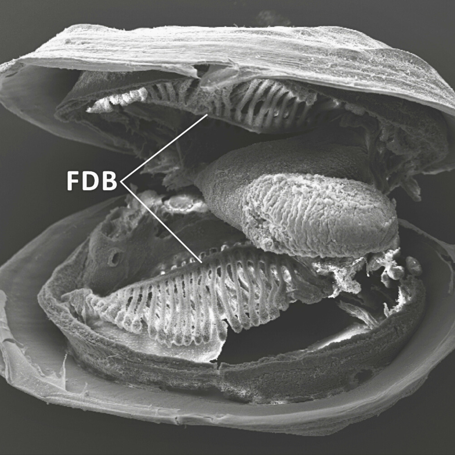 Understanding early life stages of the freshwater pearl mussel using scanning electron microscopy