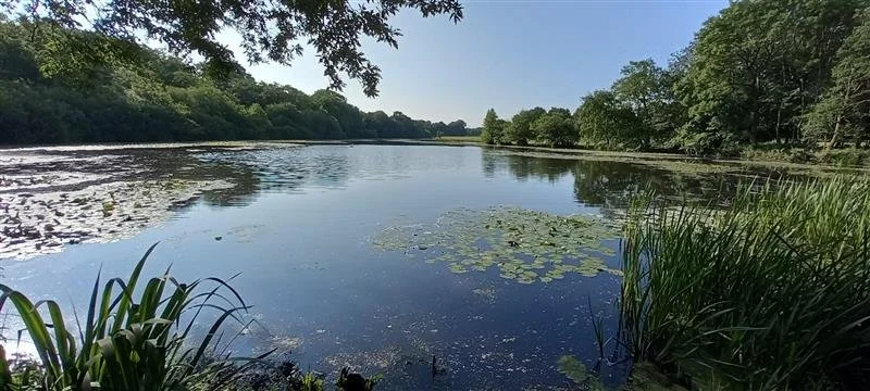 Mark Egerton - Peover Hall Lake.jpg