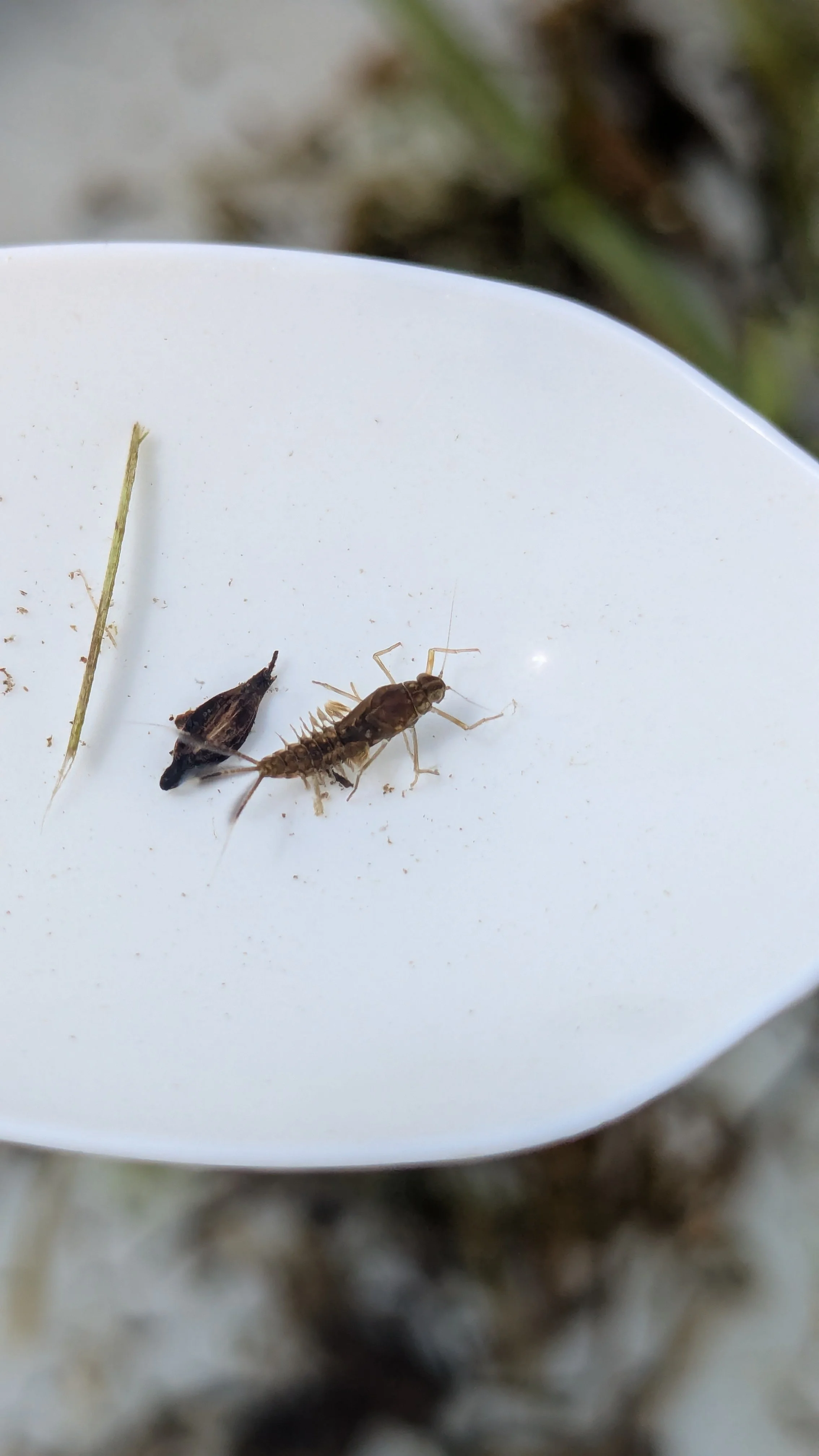 Mayfly Olive (3).jpg