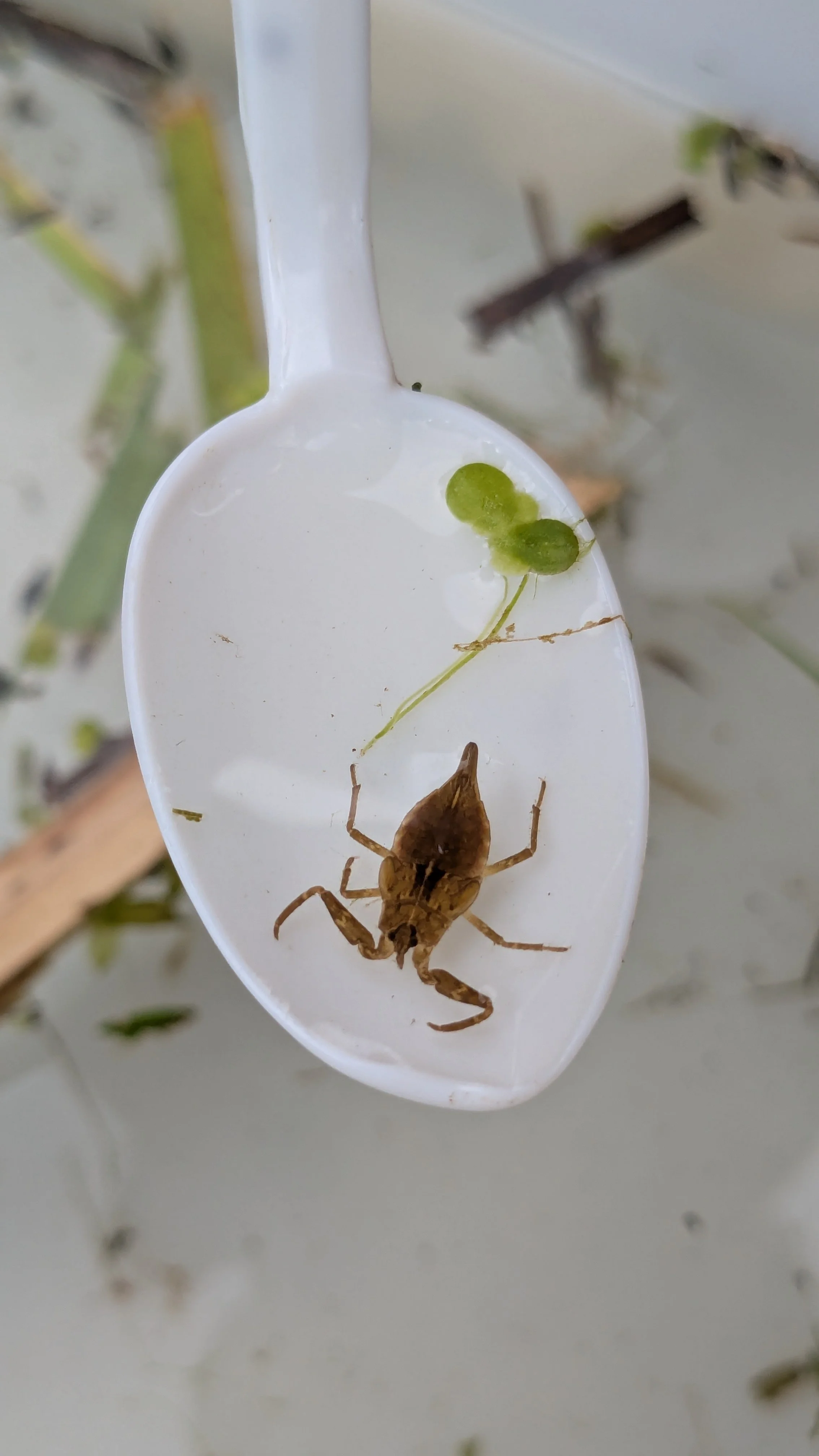 Water Scorpion (1).jpg