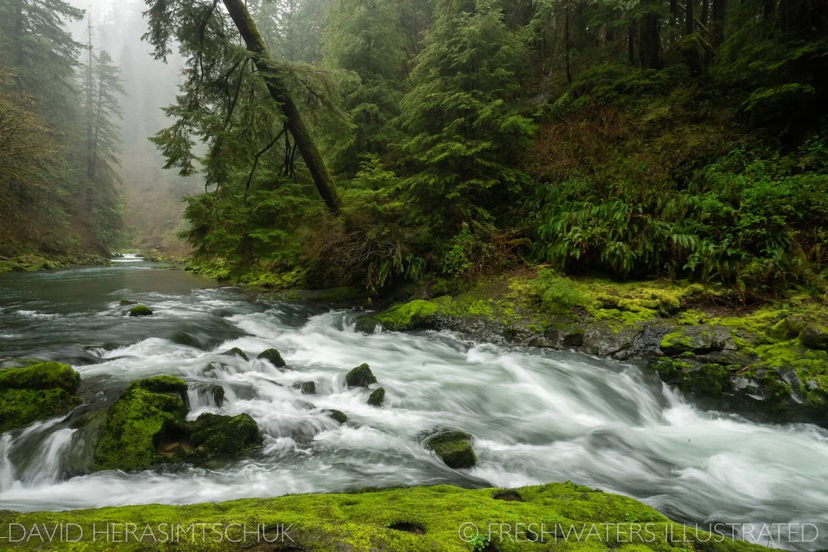 1_Freshwaters Illustrated_00342_ED- OR river.jpg