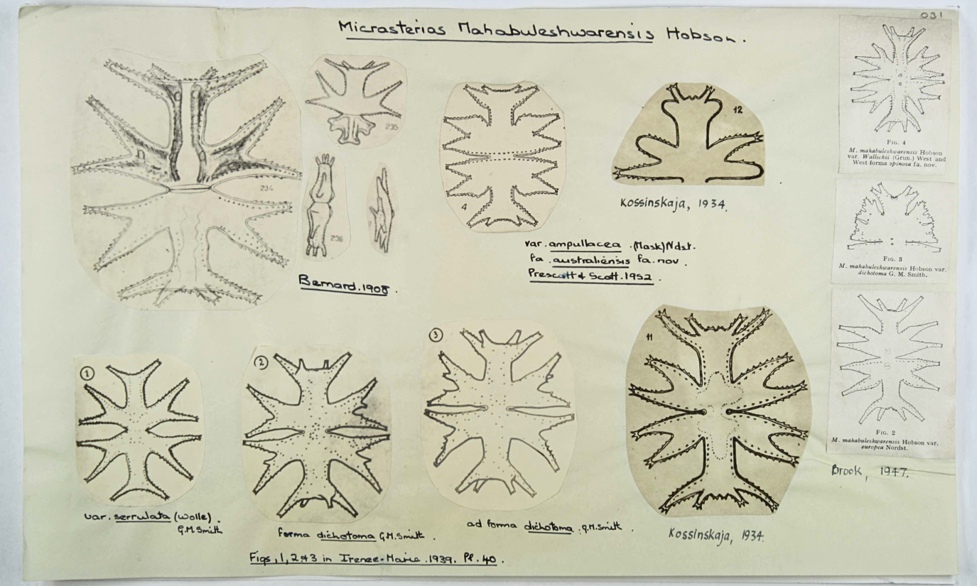 1 Micrasterias mahbuleshwarensis.png