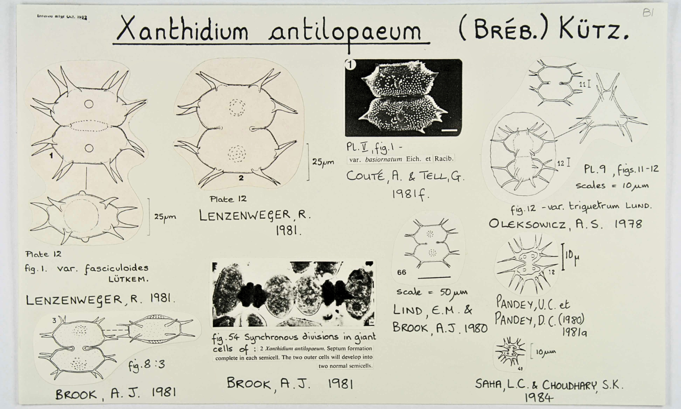 2 Xanthidium antilopaeum.png