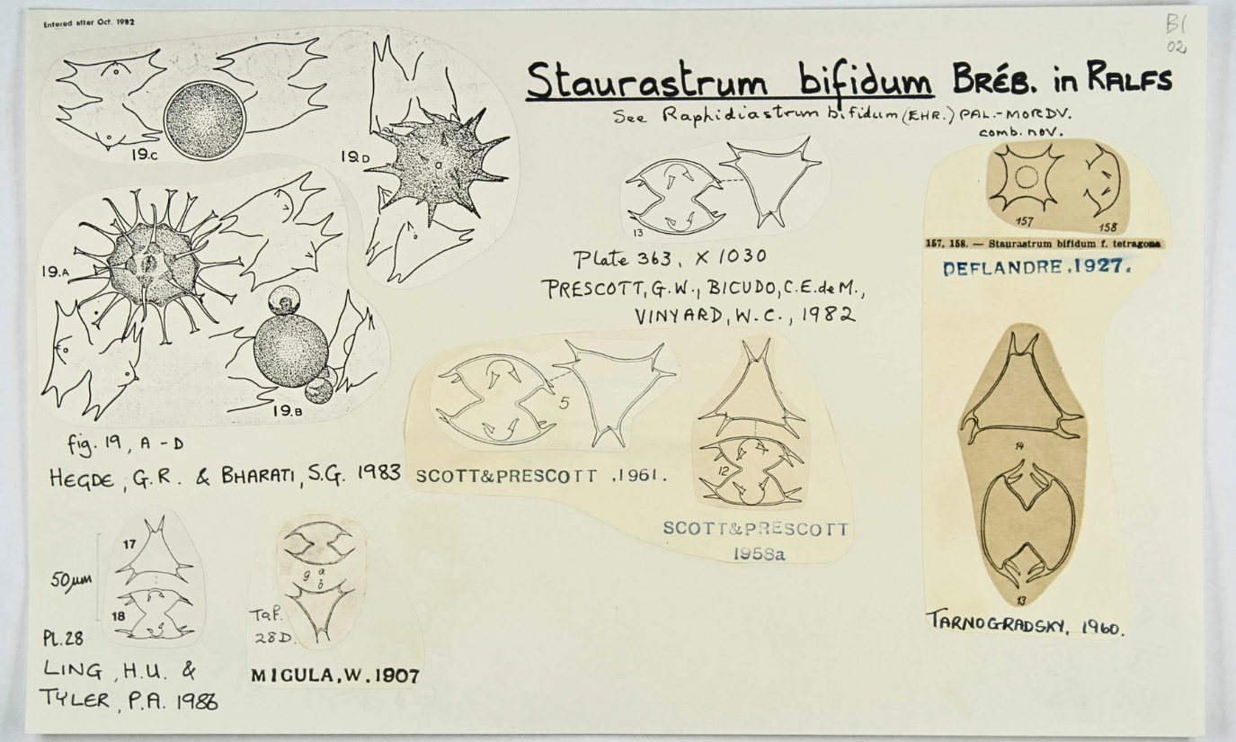 3 Staurastrum bifidum.png