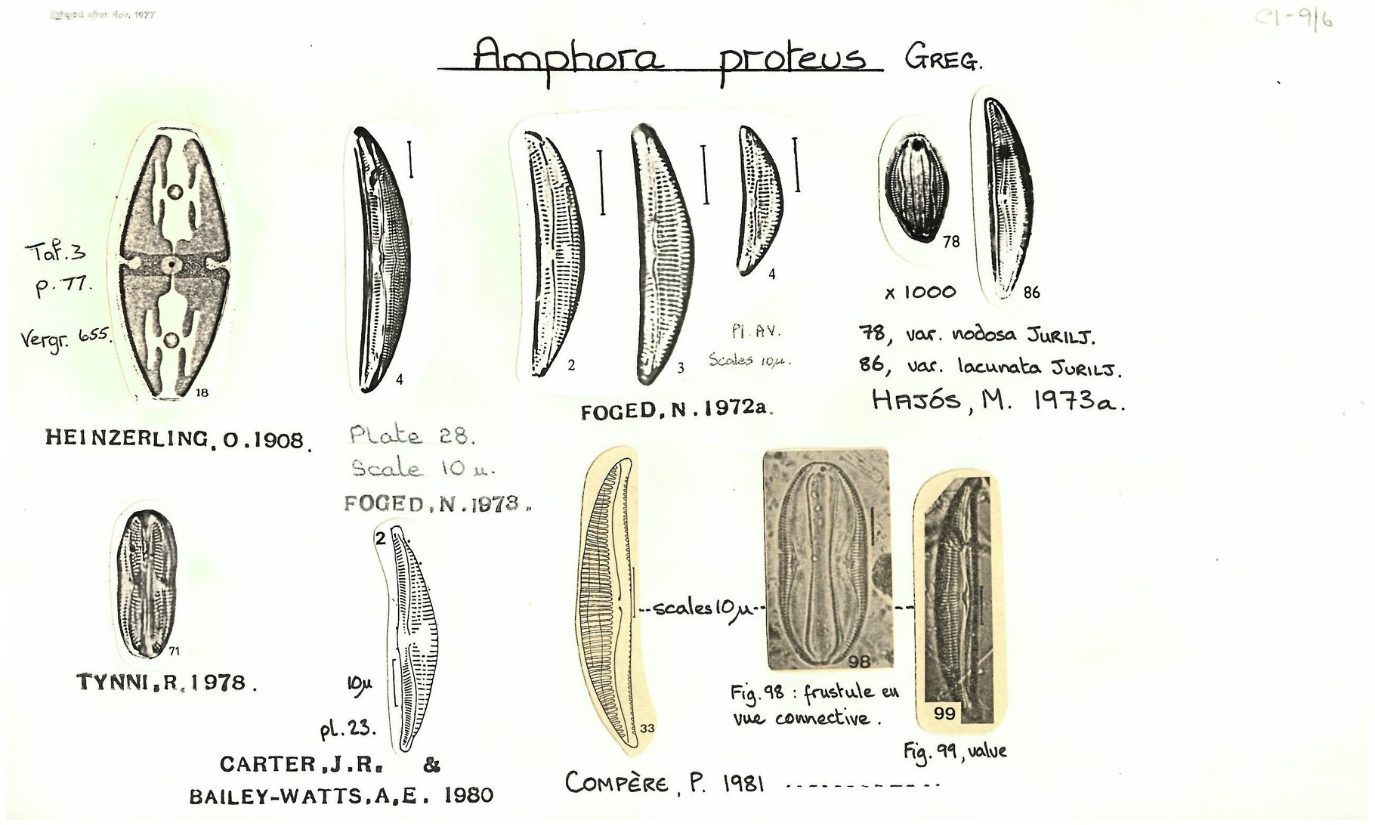 4 Amphora proteus.png