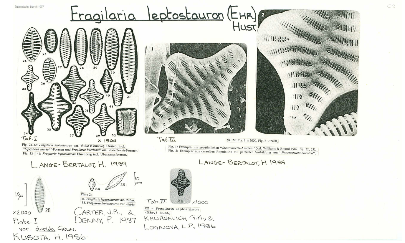 5 Fragilaria leptostauron.png