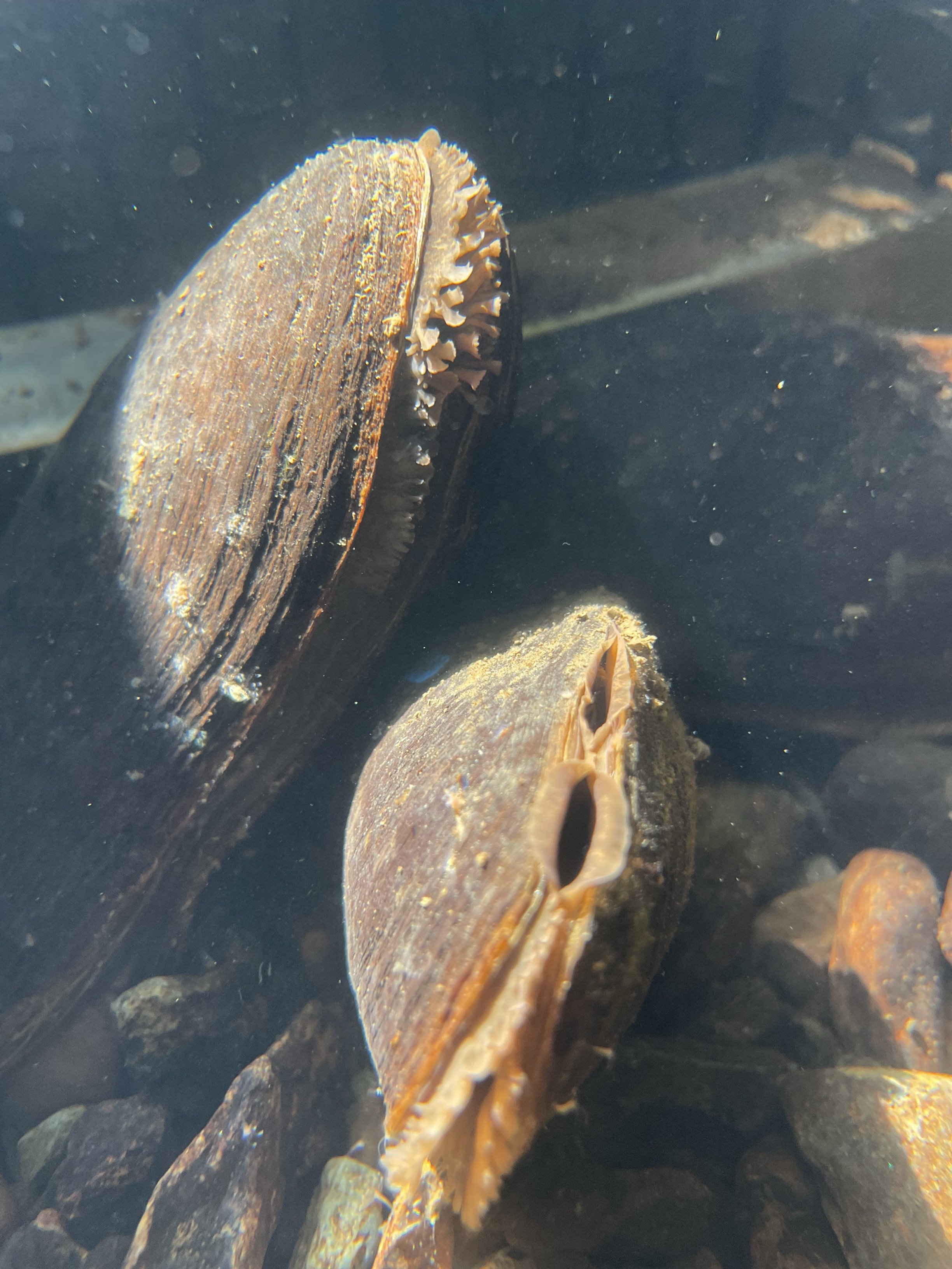 Afon Irfon_FPM at FBA Ark.jpg