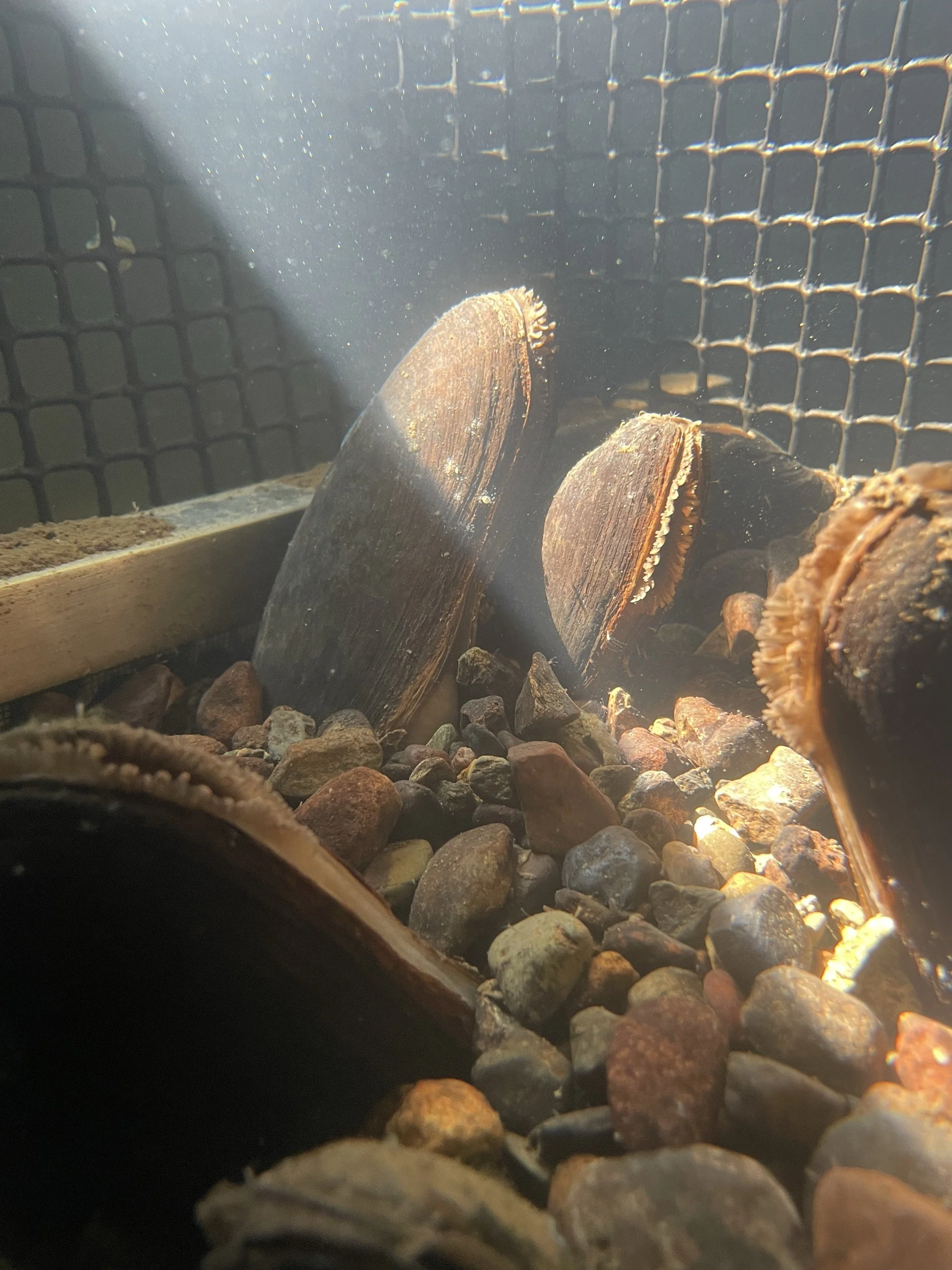 Afon Irfon_FPM at FBA Ark_3.jpg