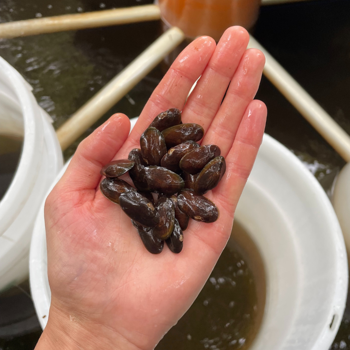 Freshwater pearl mussels at the FBA Ark.png
