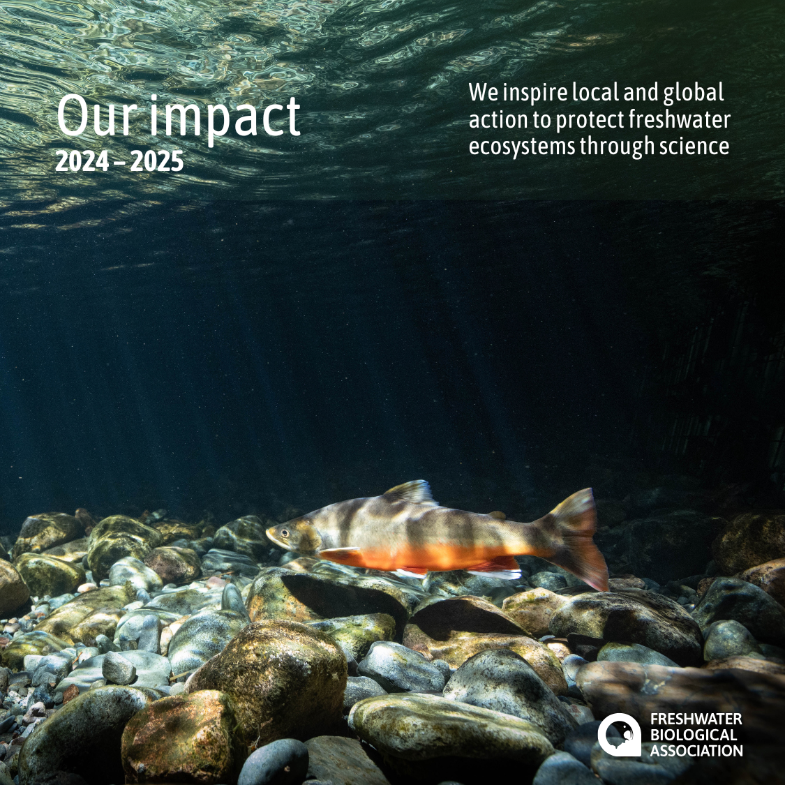 Welcome to the FBA Impact Report 2024–2025