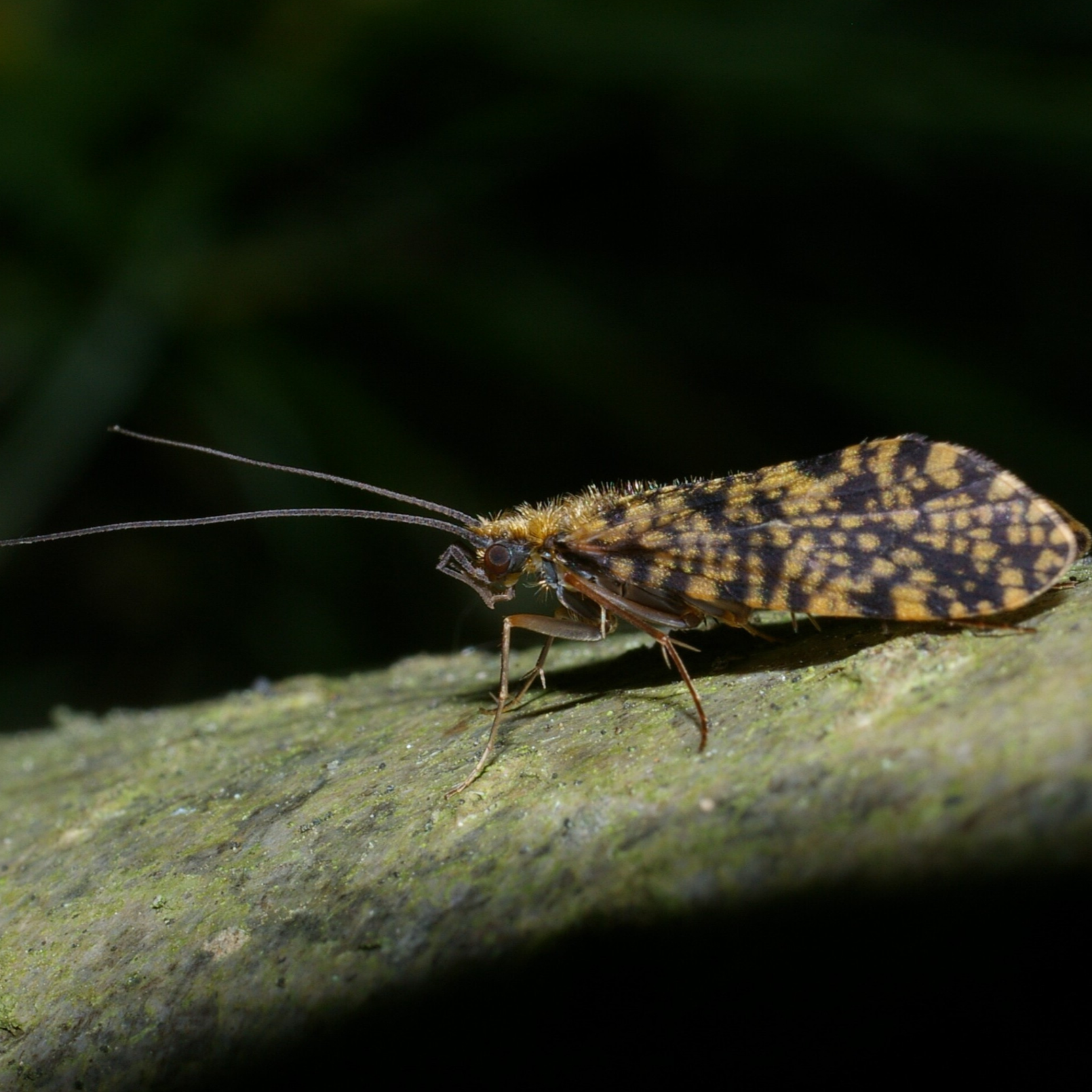In conversation with Stuart Crofts: fisherman, entomologist and environmental campaigner