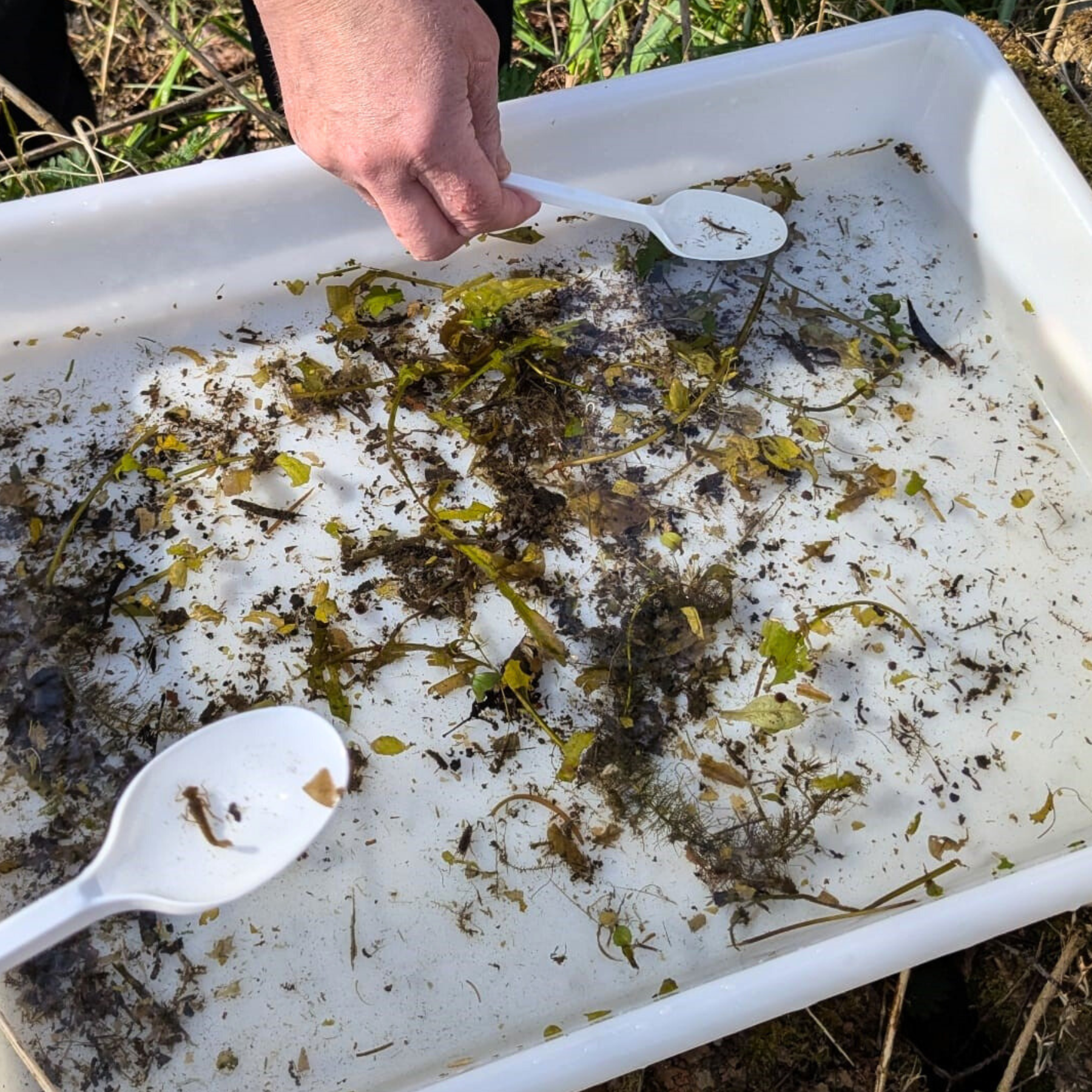 Freshwater Invertebrates course_6.png