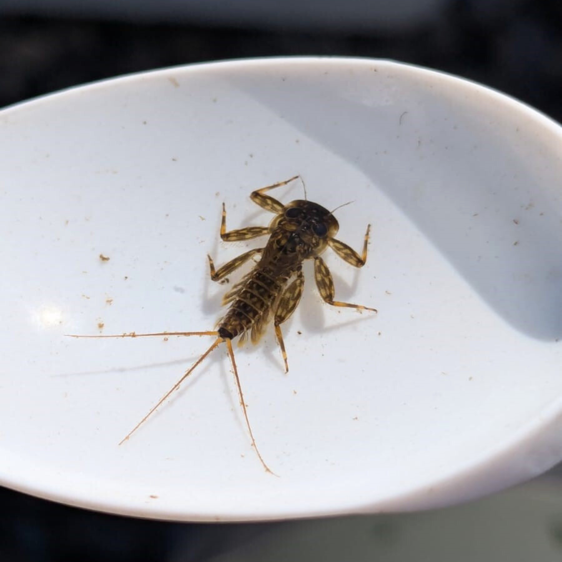 Freshwater Invertebrates course_7.png